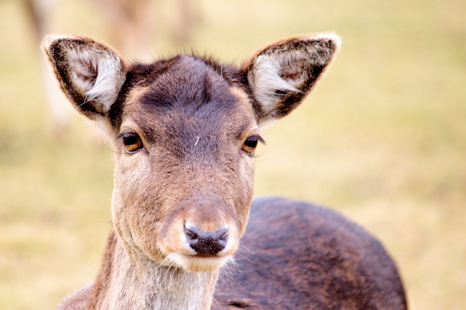 Canon EOS 600D (Rebel EOS T3i / EOS Kiss X5) sample photo. Roe deer, fallow deer photography