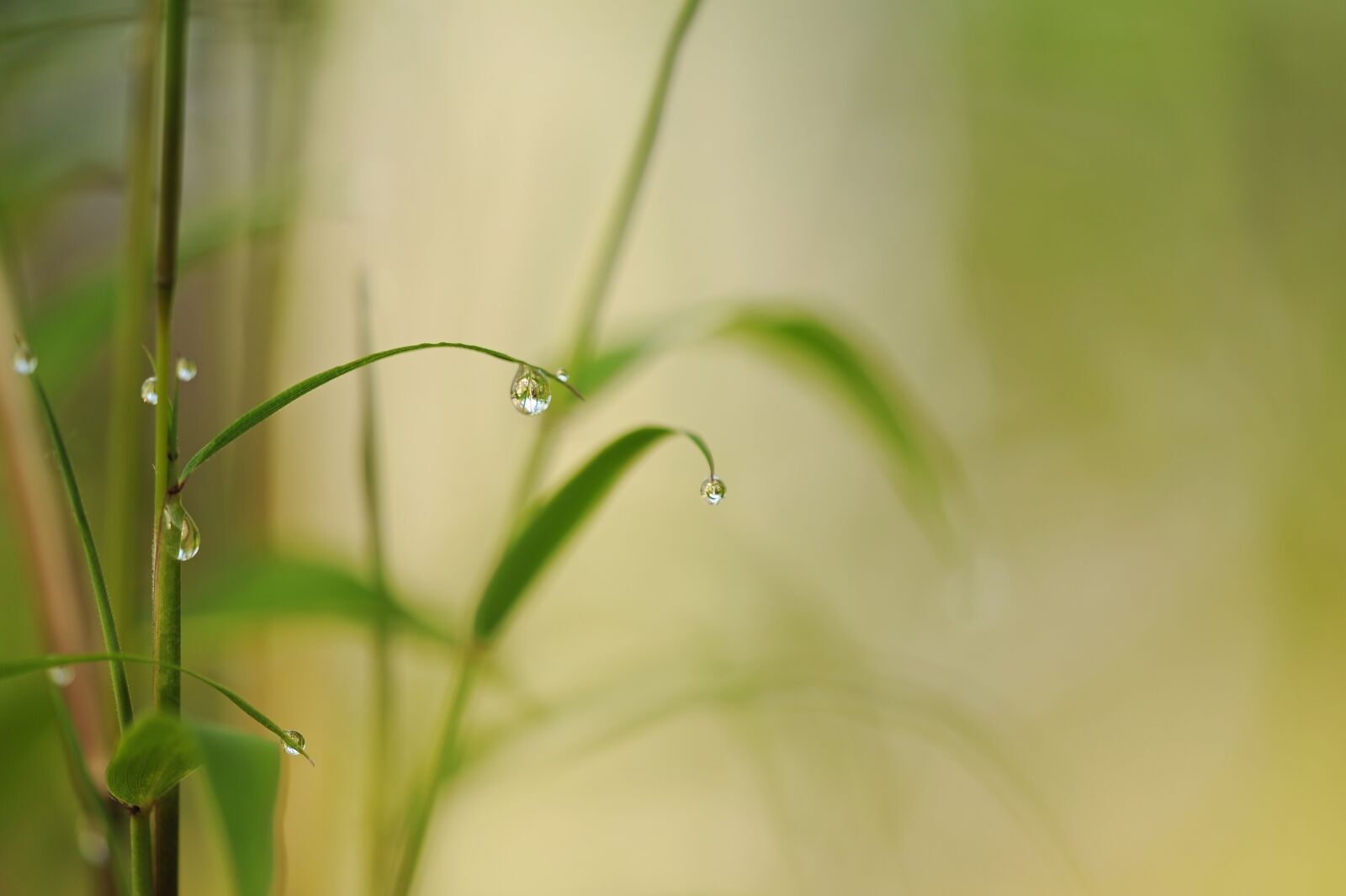 Nikon D3S sample photo. Bamboo, drip, raindrop photography