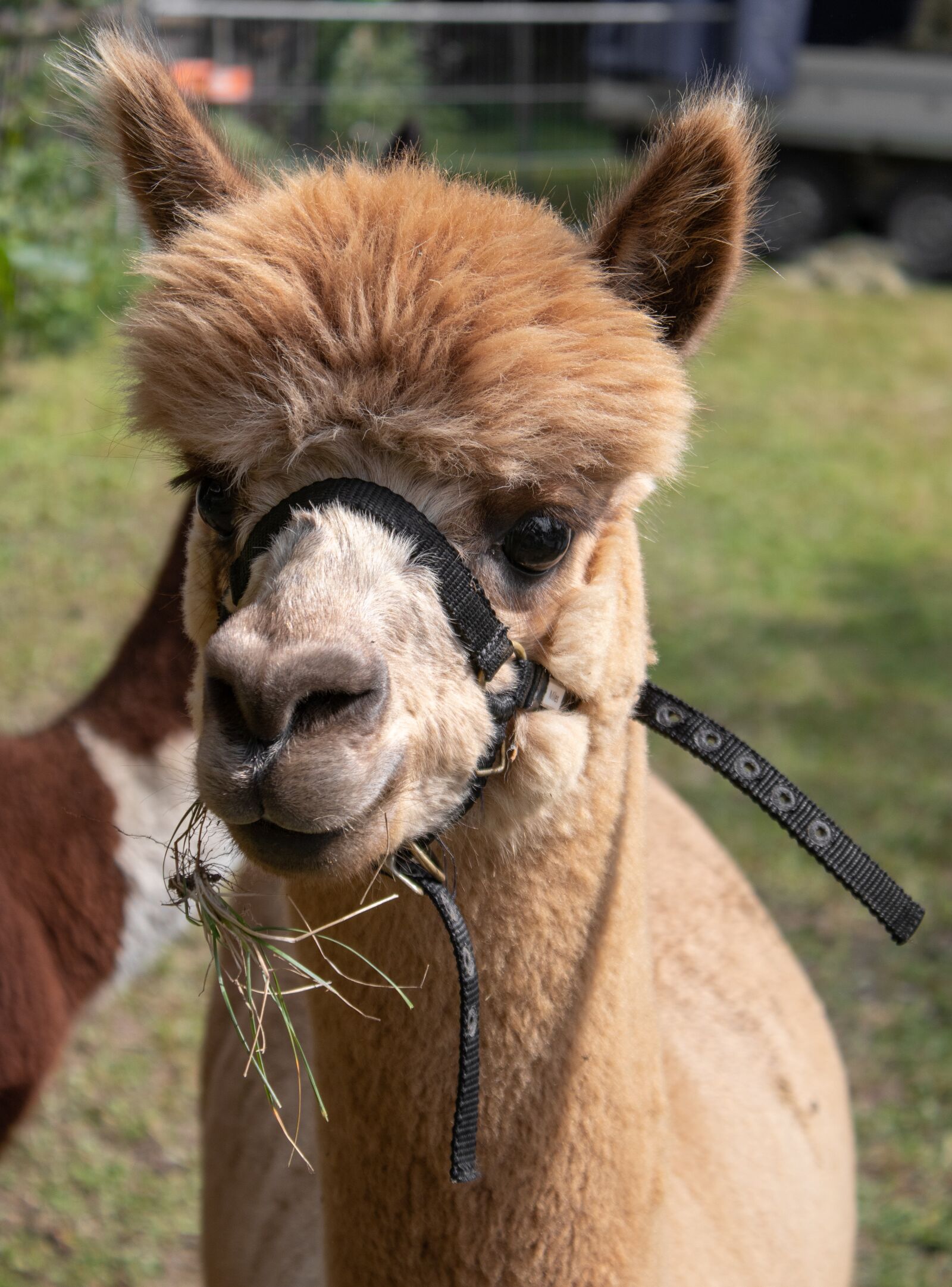 Canon EOS 200D (EOS Rebel SL2 / EOS Kiss X9) sample photo. Alpaca, animal, lama photography