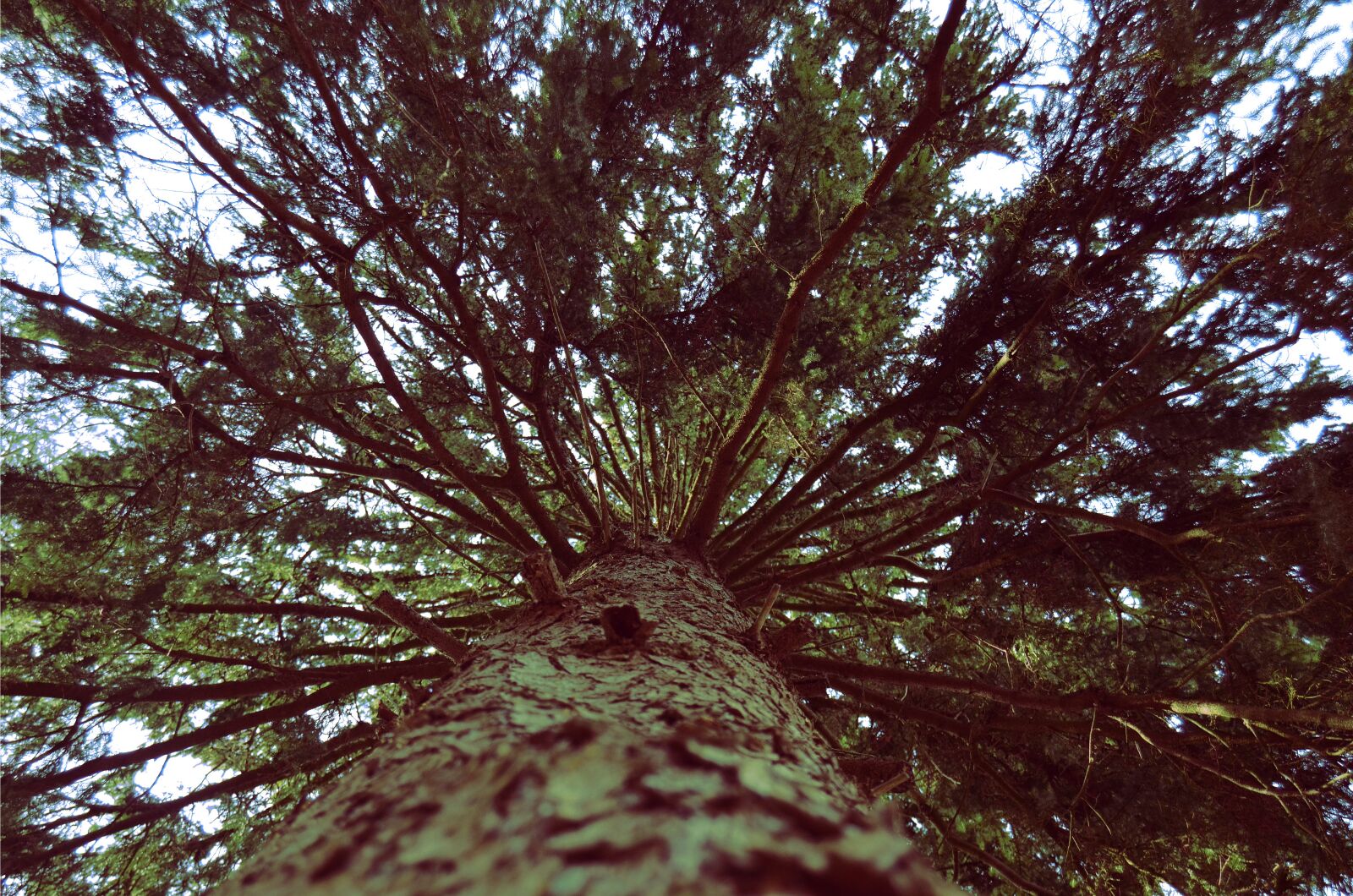 Nikon D5100 sample photo. Spruce, bark, nature photography