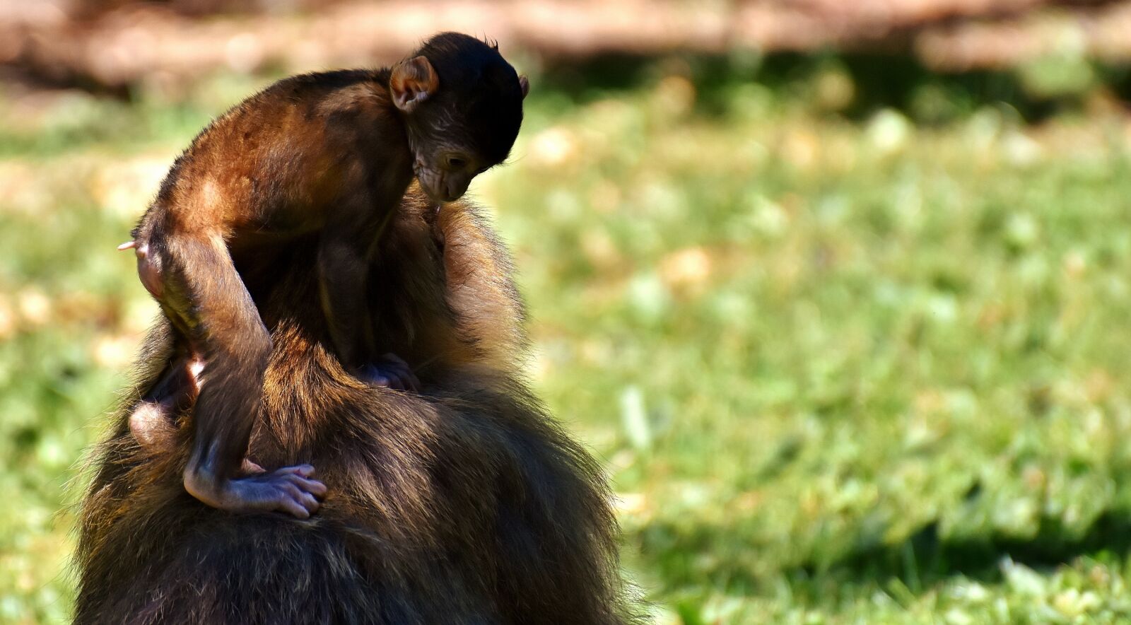 Nikon D7200 sample photo. Ape, baby monkey, barbary photography