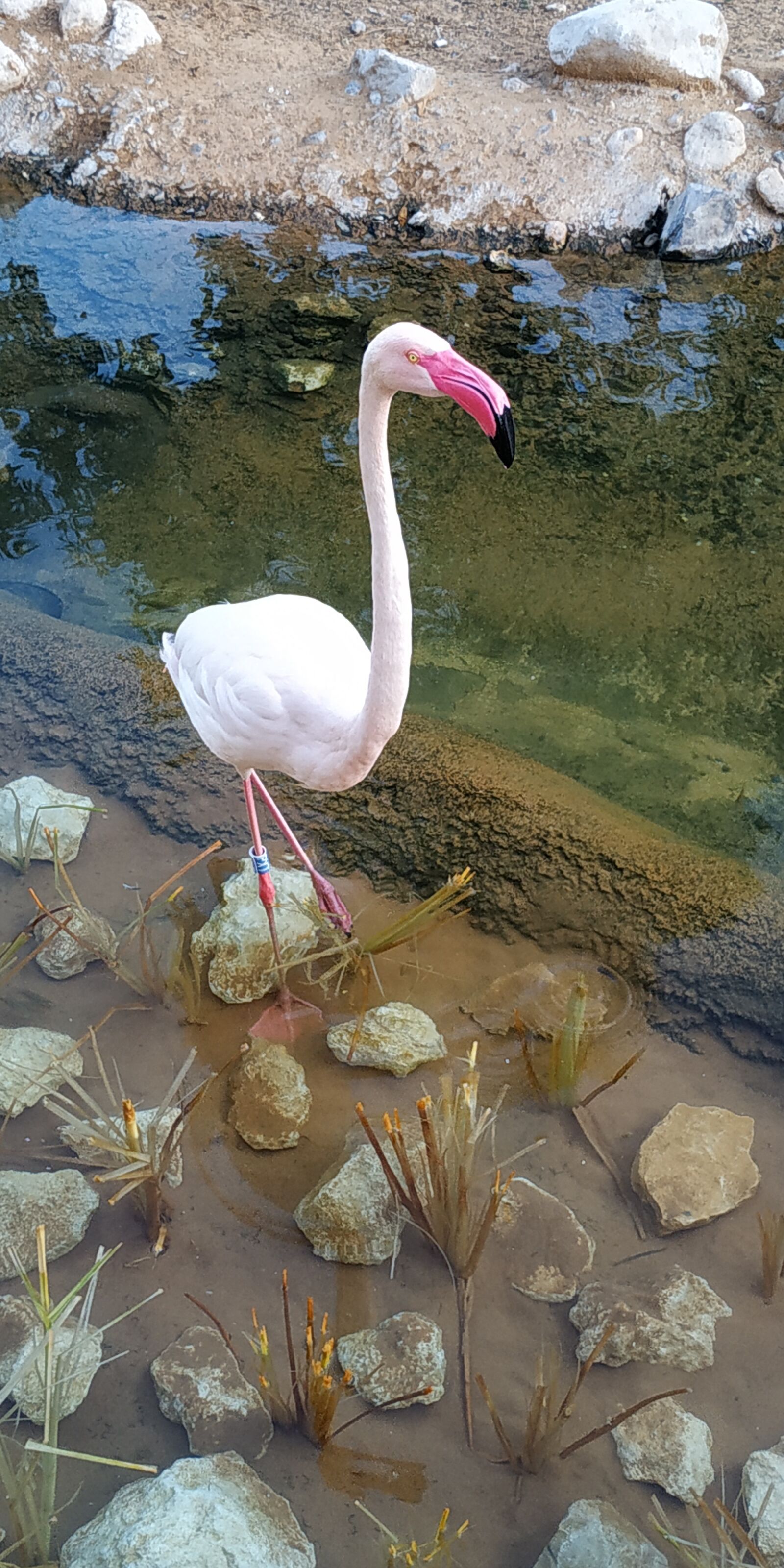 Xiaomi Redmi Note 5 sample photo. фламинго, зоопарк, абудаби photography