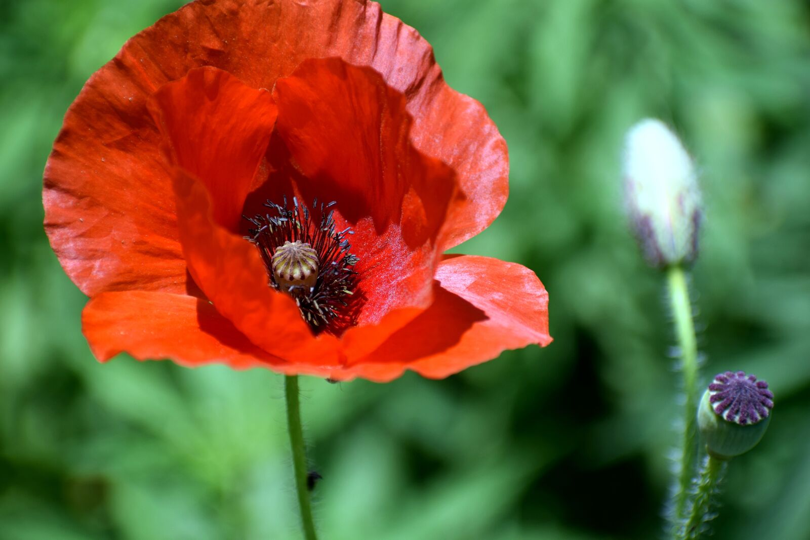 Nikon D3300 sample photo. Flower, bloom, spring photography