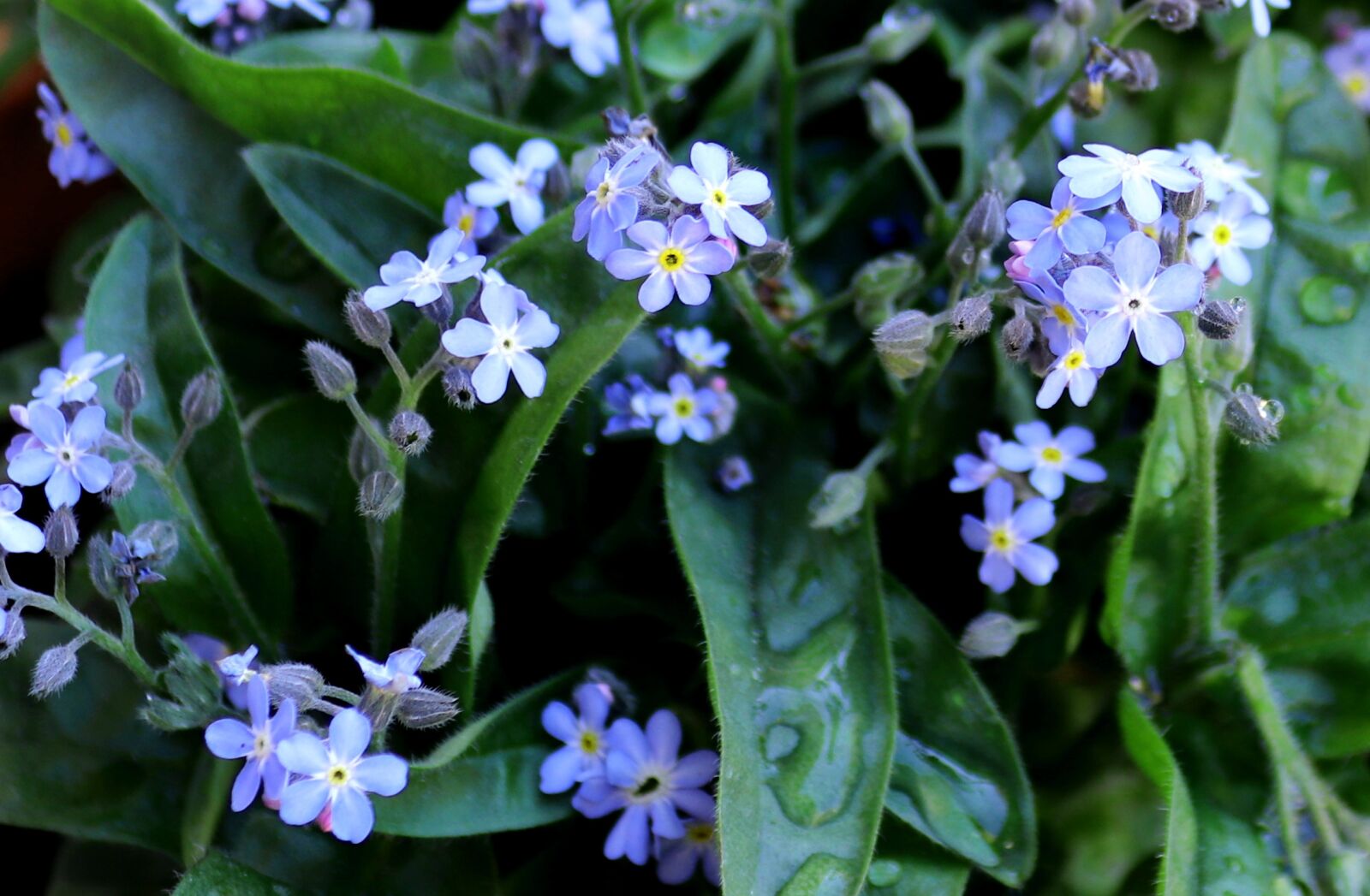 Canon EOS 200D (EOS Rebel SL2 / EOS Kiss X9) sample photo. Forget me not, nature photography