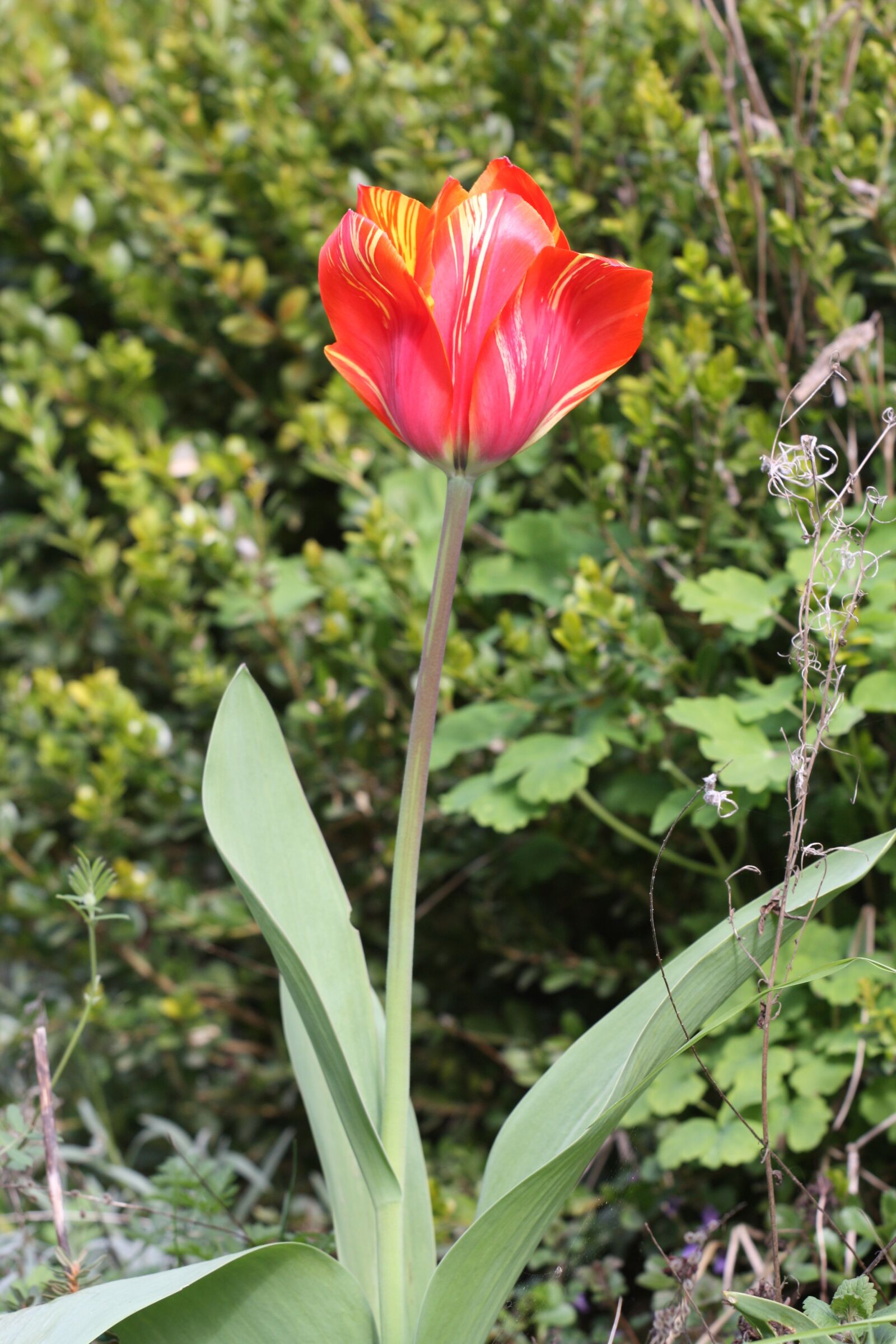 Canon EOS 450D (EOS Rebel XSi / EOS Kiss X2) sample photo. Tulip, nature, red yellow photography