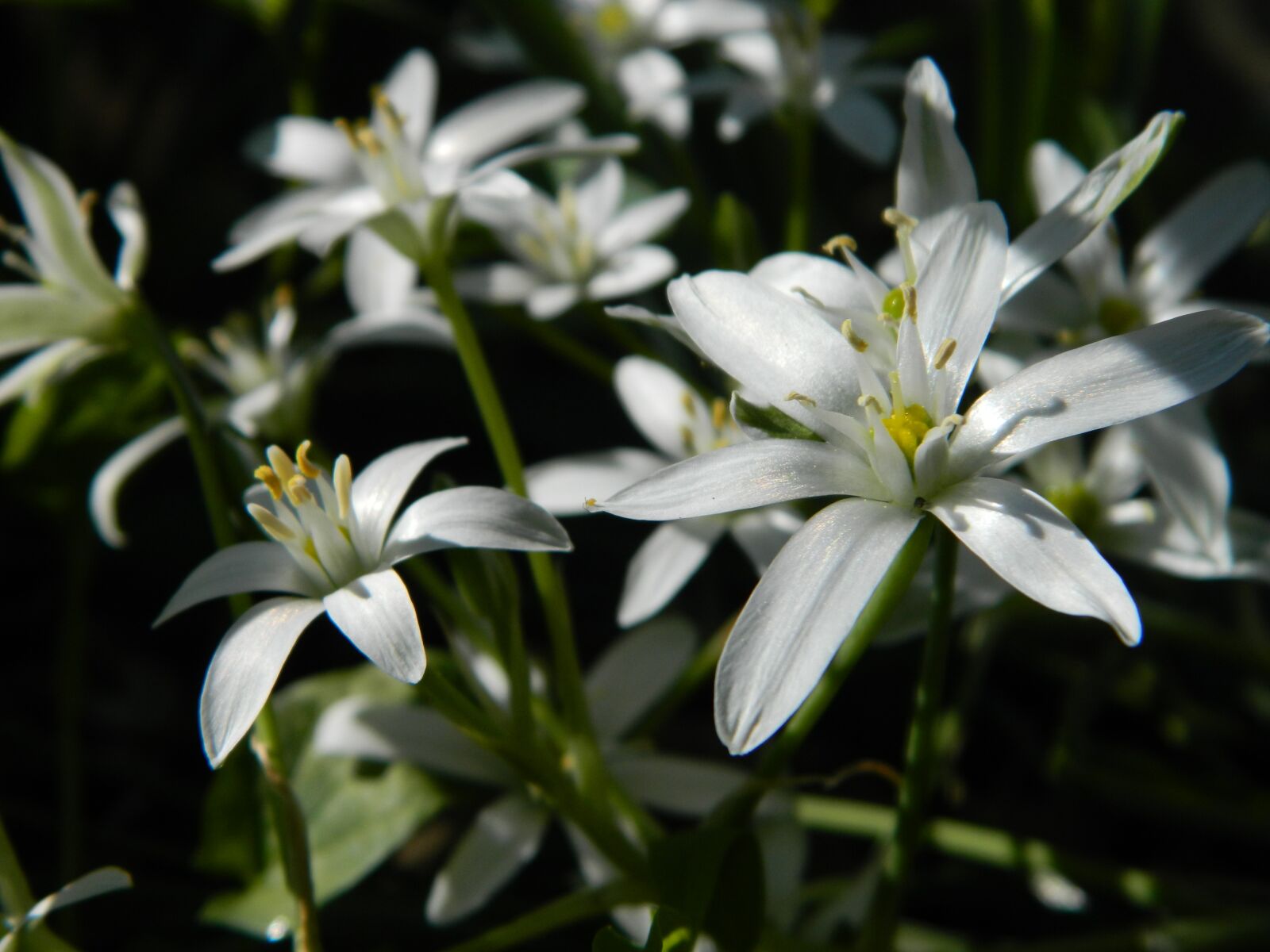 Nikon Coolpix L120 sample photo. Flower, nature, flora photography
