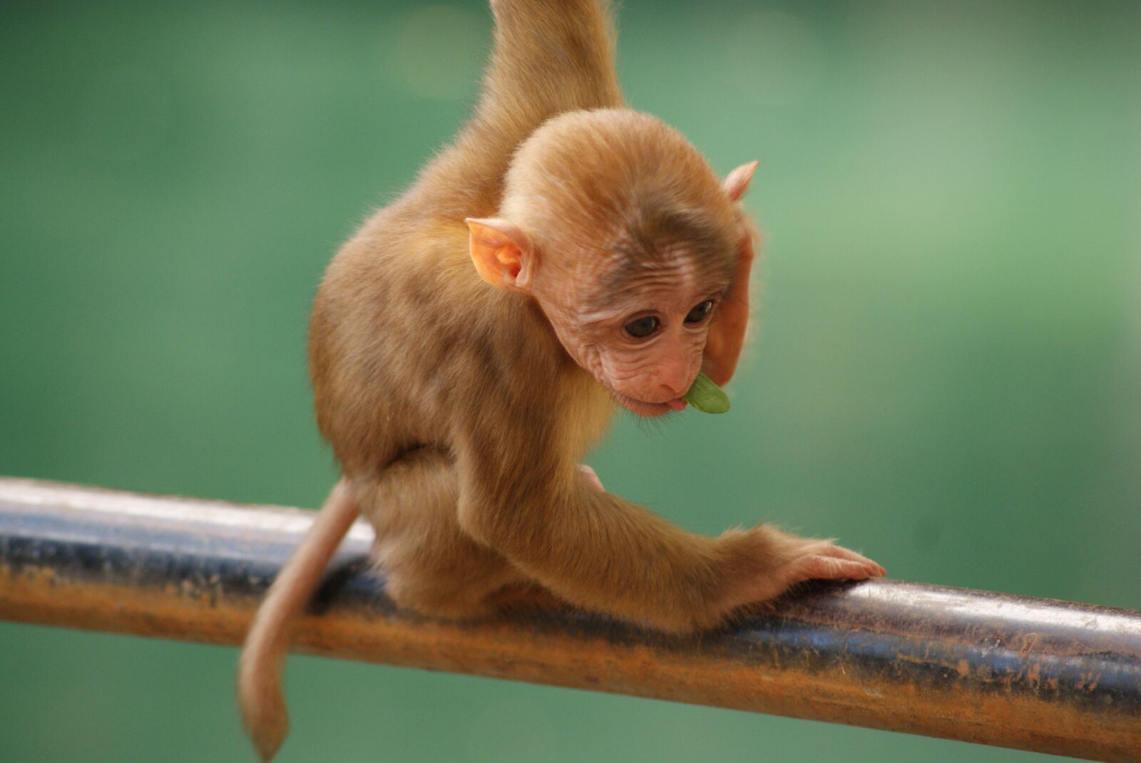 Sony Alpha DSLR-A230 sample photo. Monkey, baby, animal photography