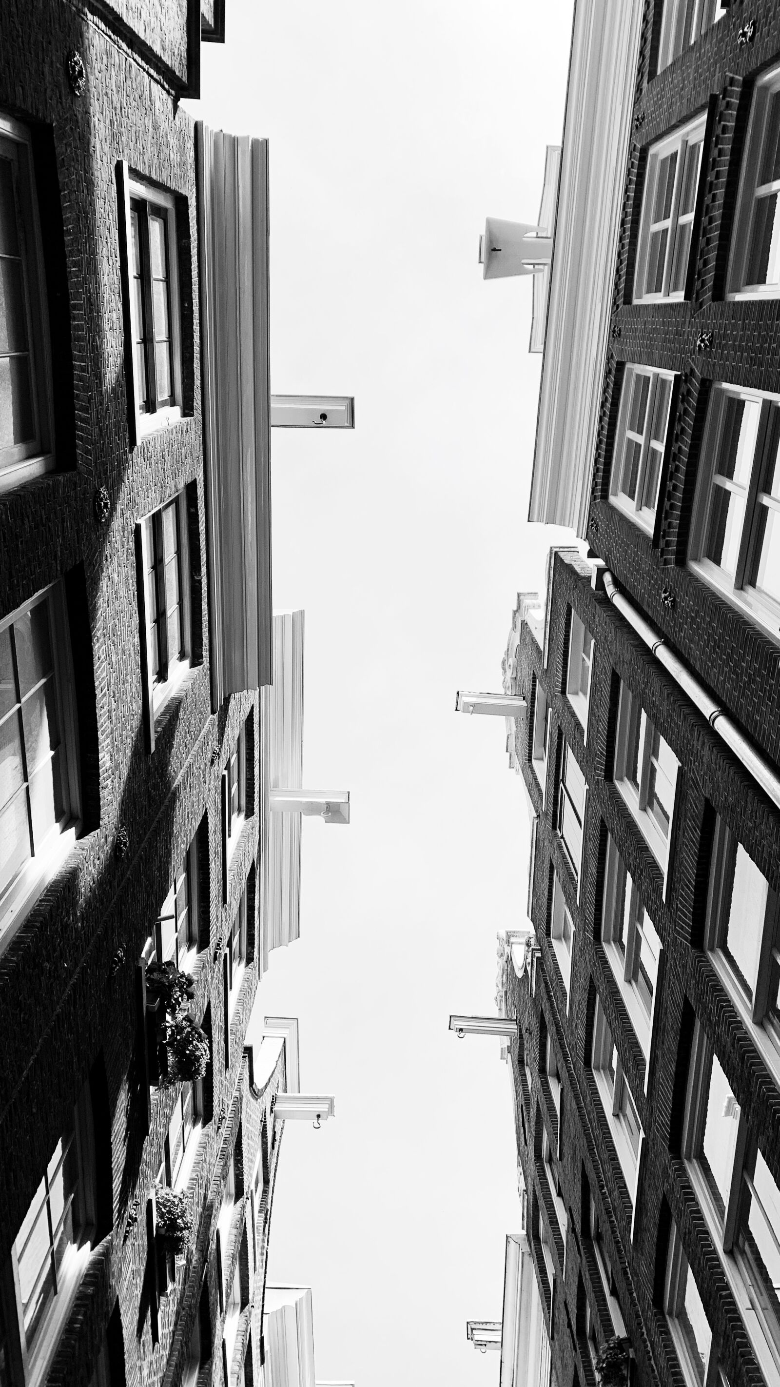 iPhone XR back camera 4.25mm f/1.8 sample photo. Rose, amsterdam, street photography