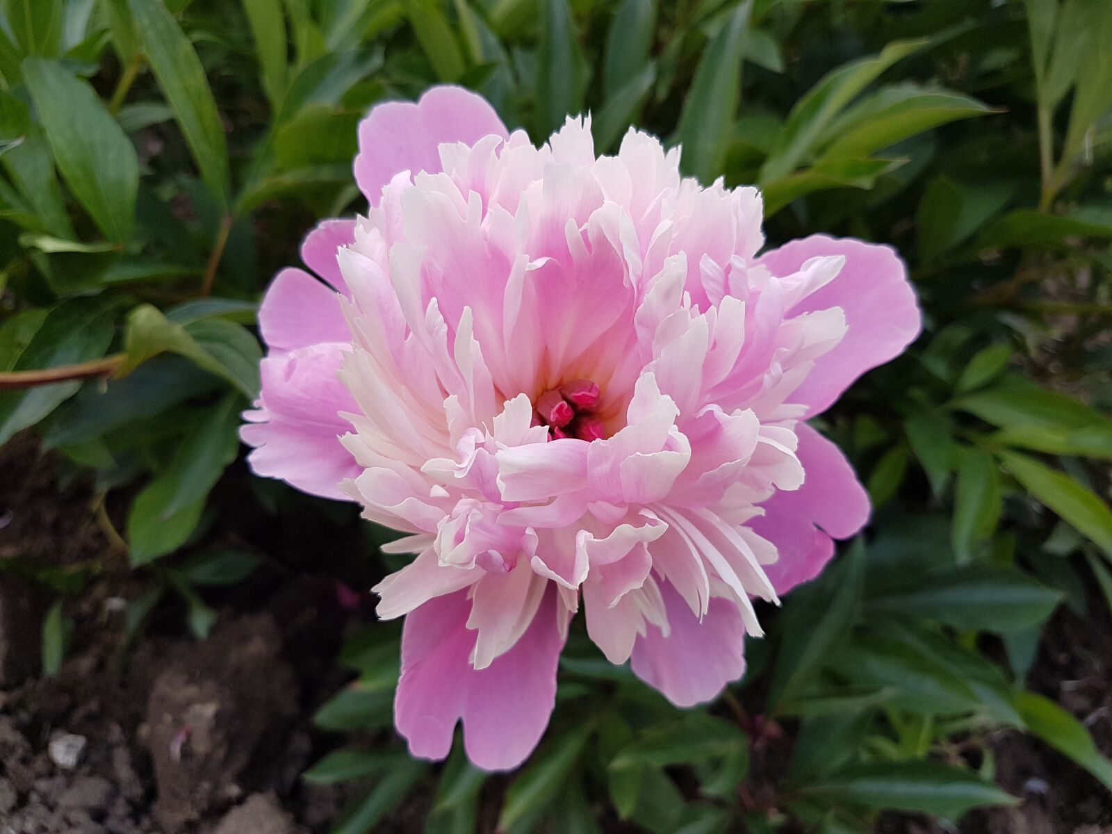Samsung Galaxy S7 sample photo. Flower, pink, floral photography