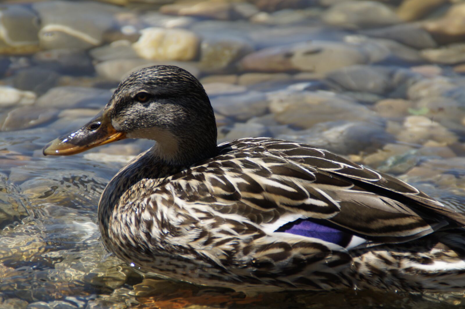 Sony SLT-A58 sample photo. Duck, mallard, bird photography