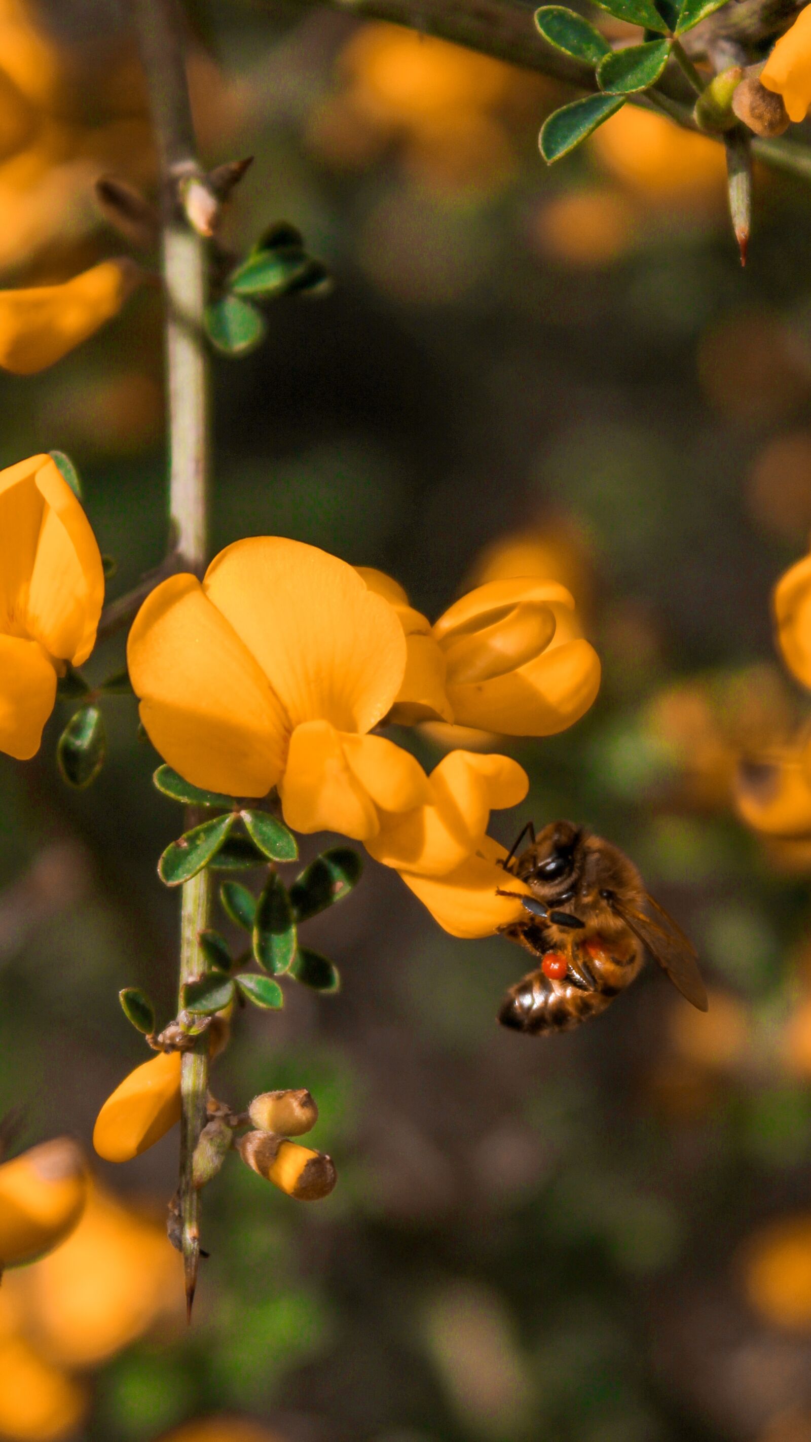 Canon EOS 2000D (EOS Rebel T7 / EOS Kiss X90 / EOS 1500D) sample photo. Bee, flower, sunset photography