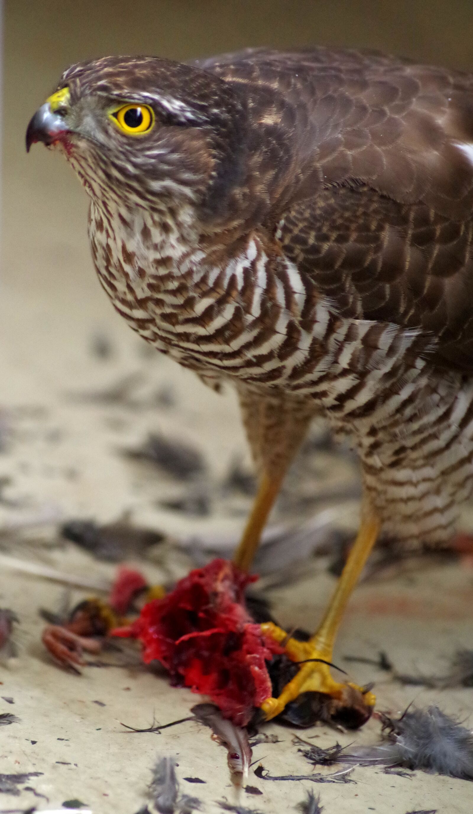 Pentax K-30 sample photo. Sperber, eat, prey photography