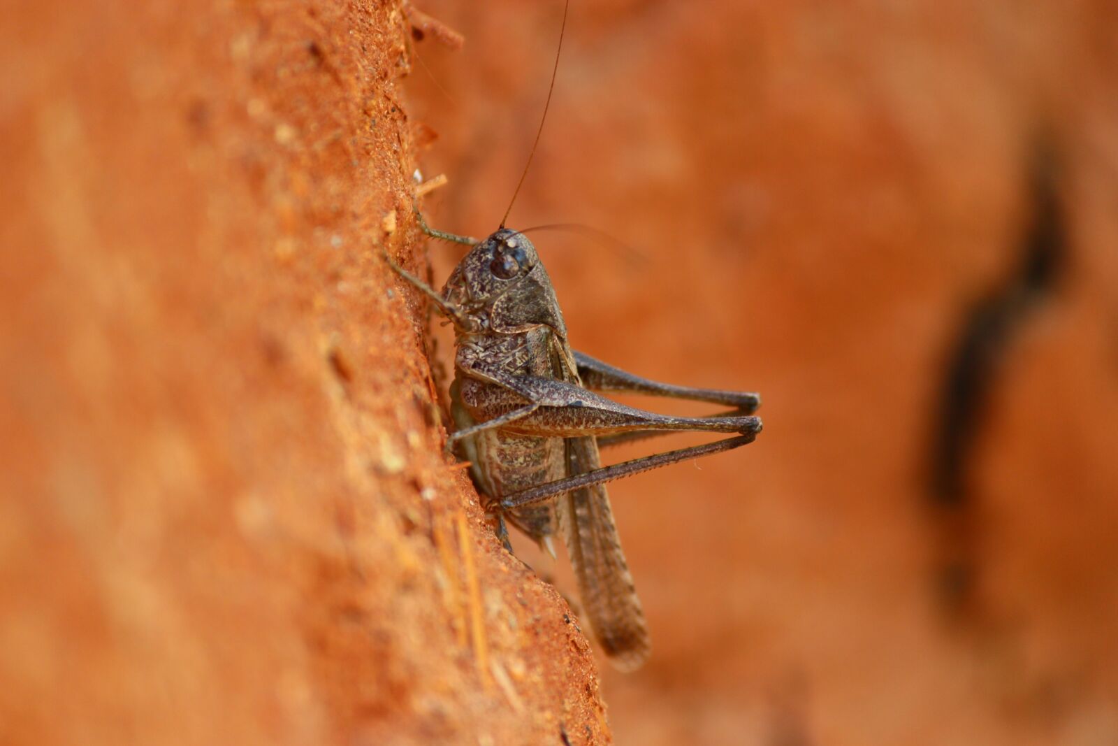Canon EF-S 55-250mm F4-5.6 IS II sample photo. Grasshopper, insect, animal photography