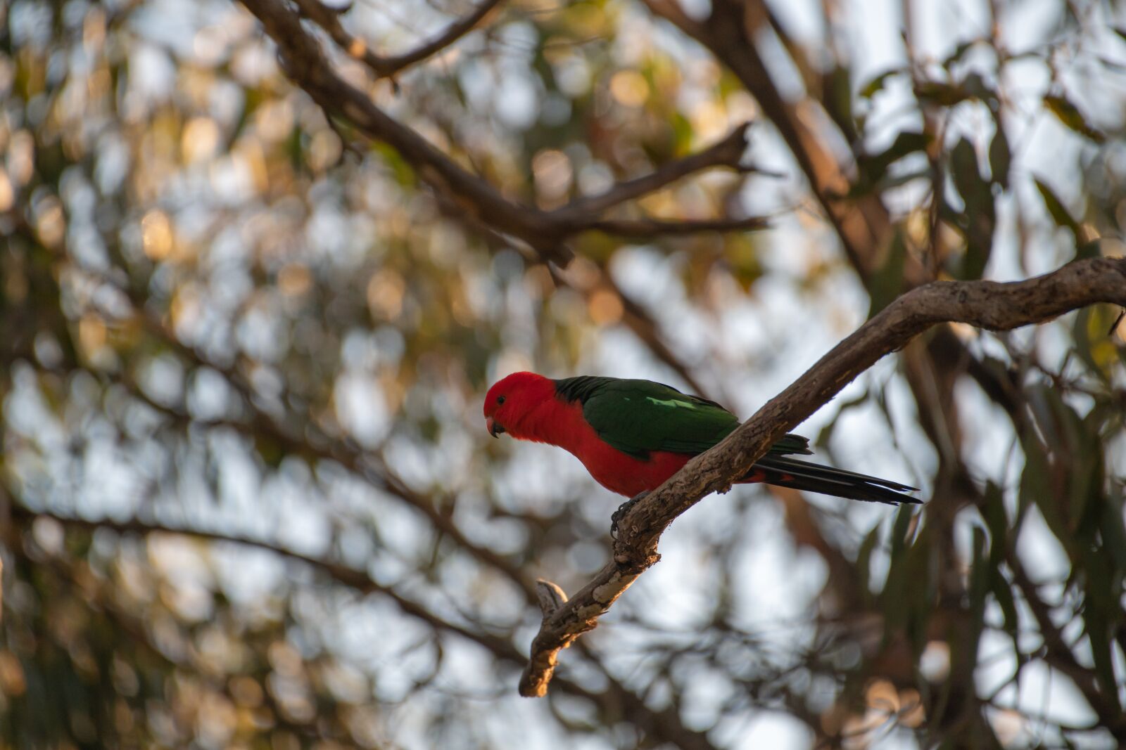 Nikon D850 sample photo. Australian king parrot, alisterus photography