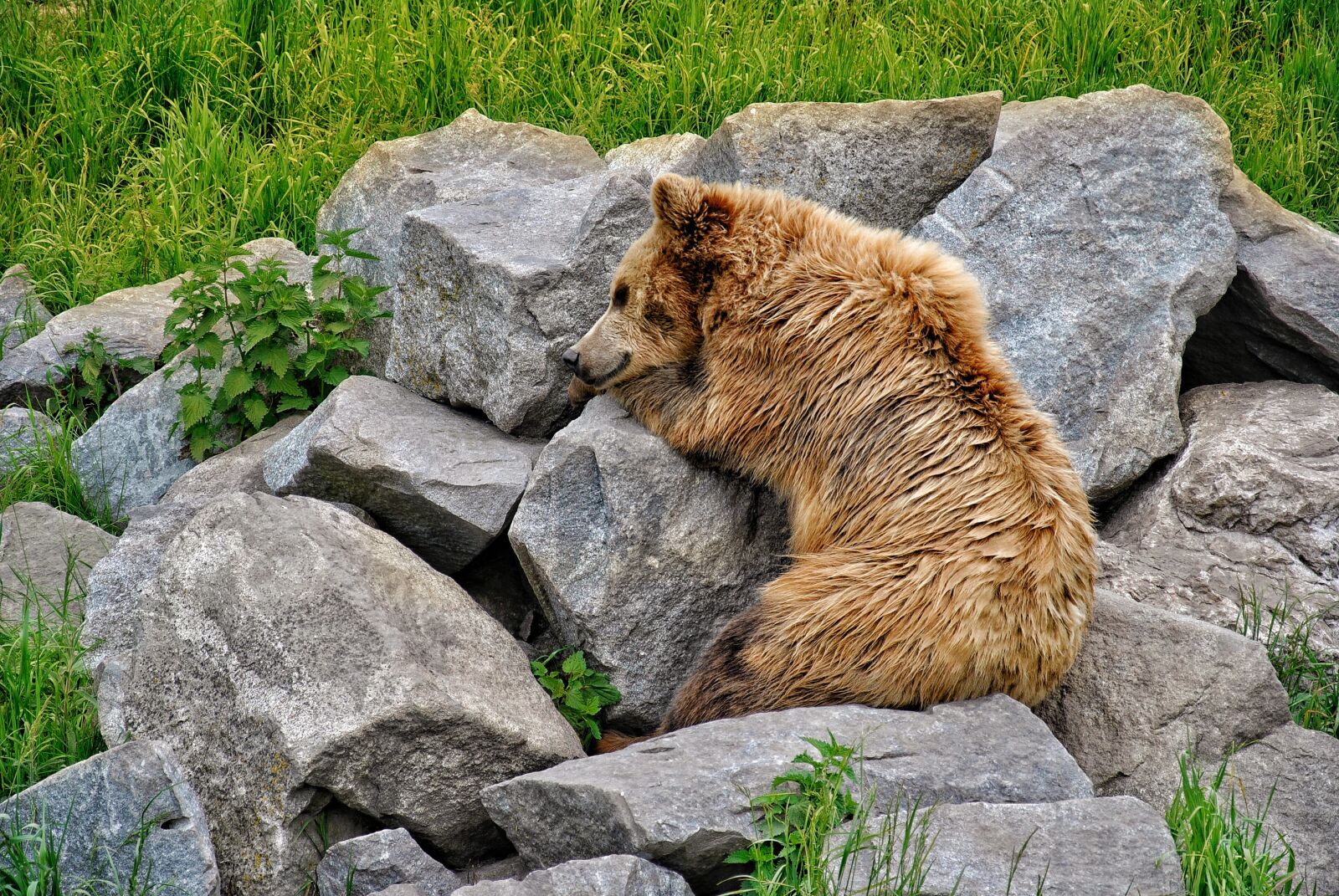 Nikon D3000 sample photo. Bear, zoo, animal photography