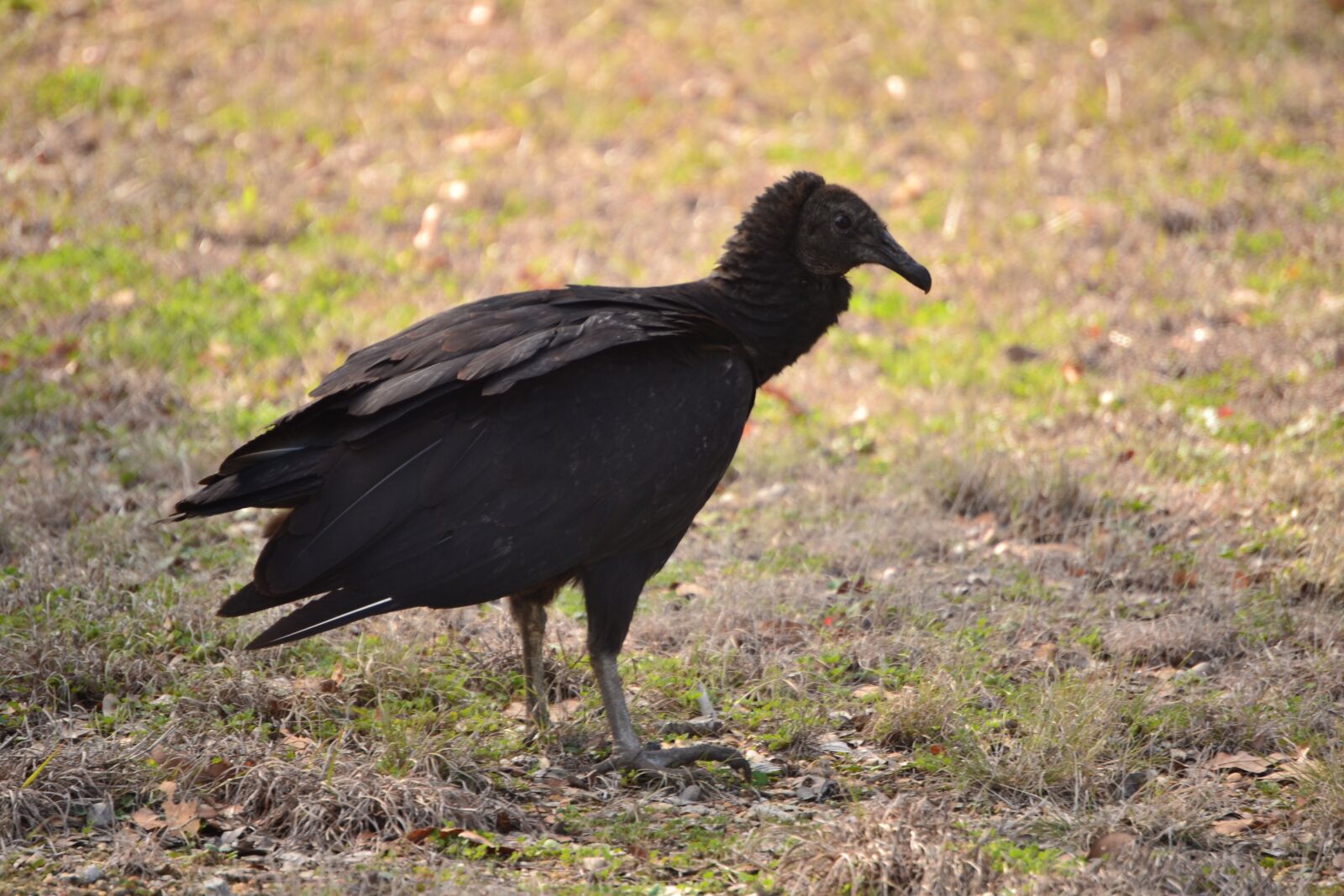 Nikon D3100 sample photo. Bird, nature, animal photography