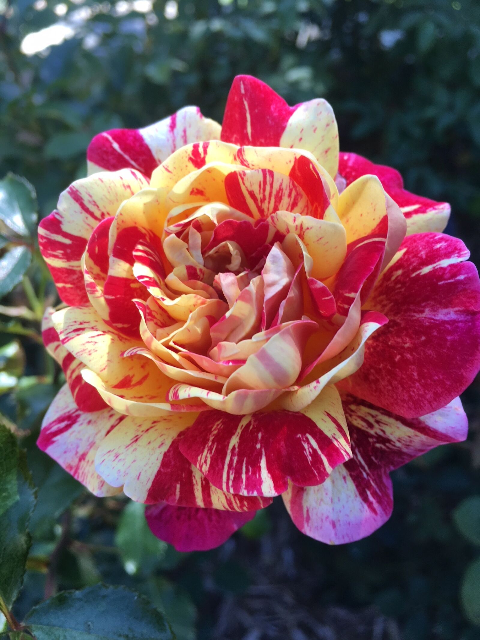 Apple iPhone 6s sample photo. Flower, garden, nature photography