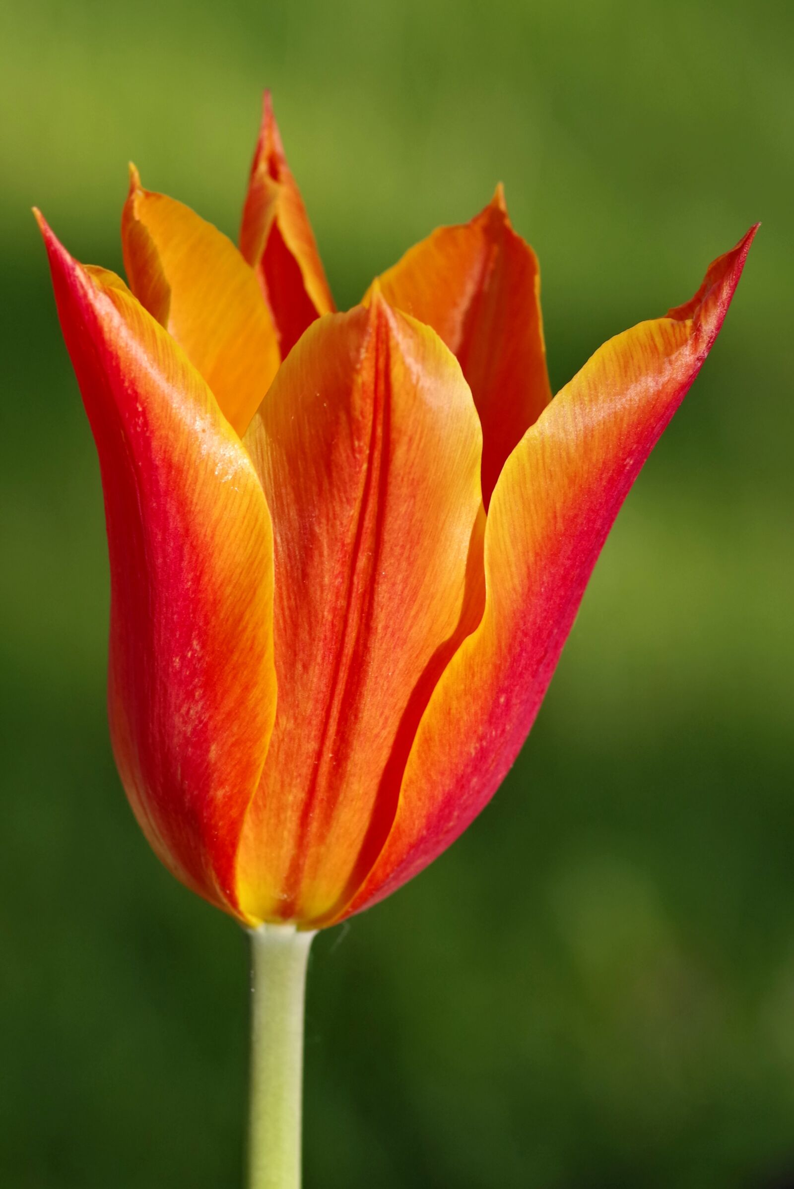 Pentax K-S2 sample photo. Tulip, orange, sharp photography