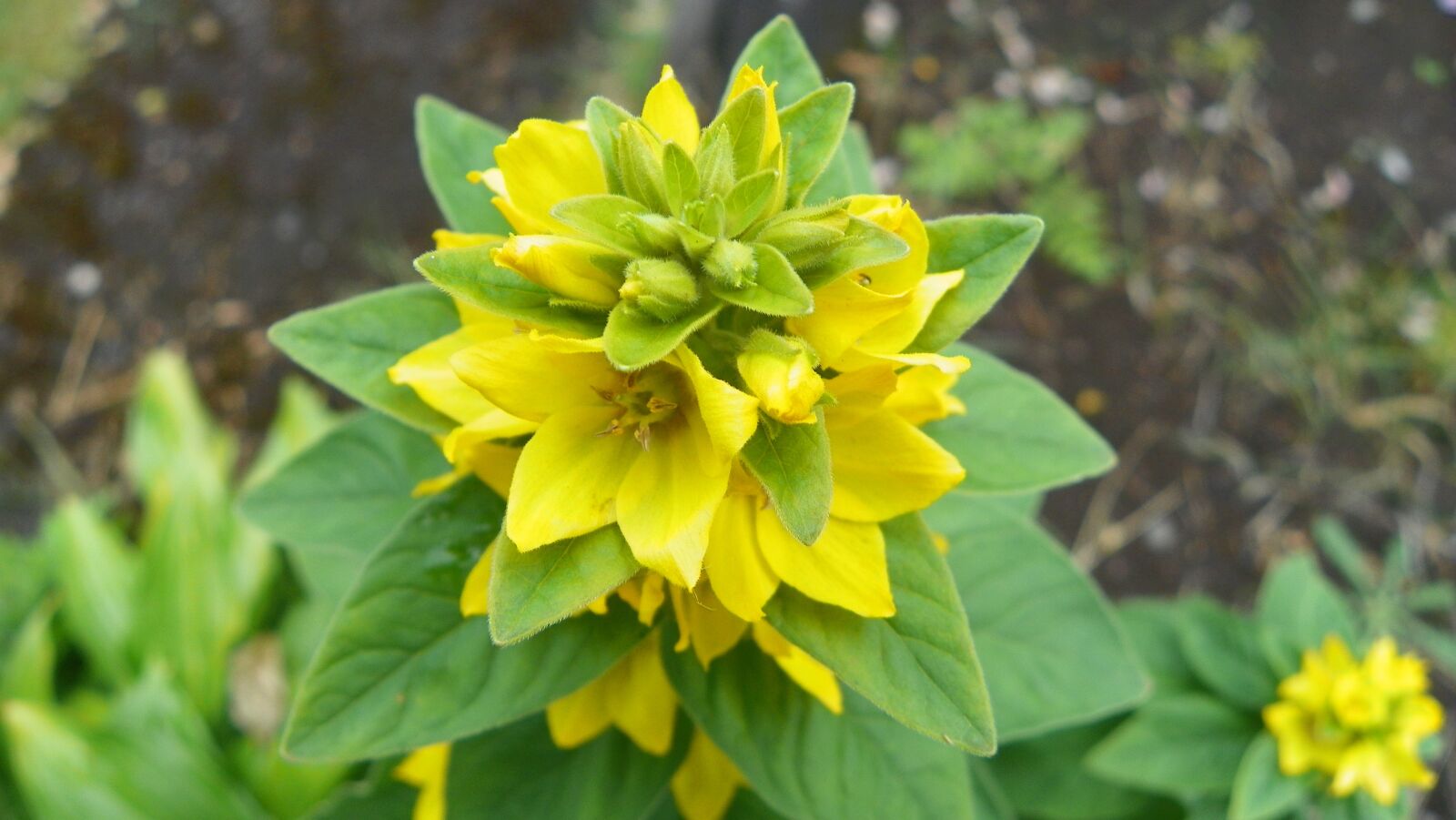 Kodak EasyShare Z981 sample photo. Flower, yellow, garden photography