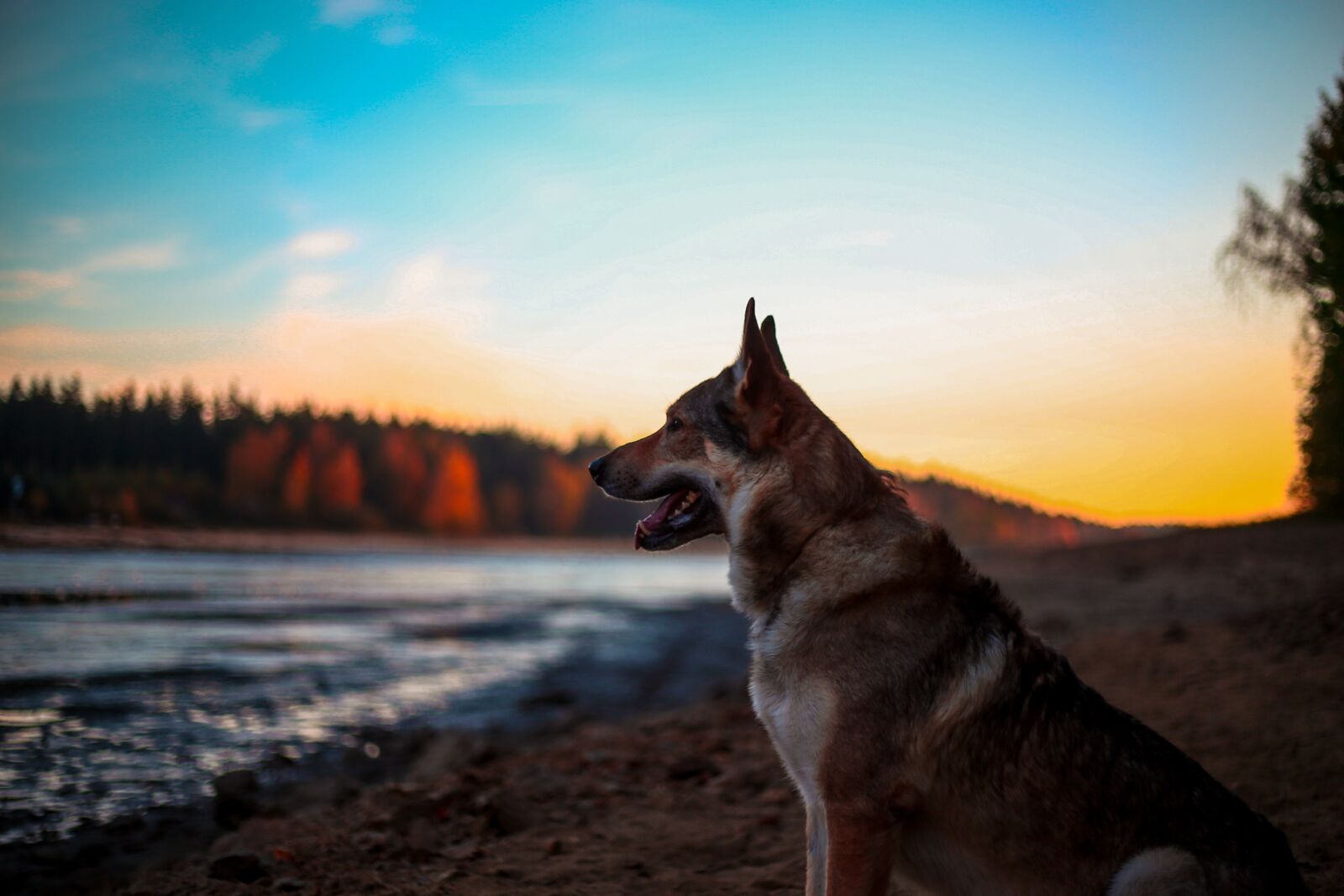 Canon EF 50mm F1.8 II sample photo. Dog, alsatian, animal photography