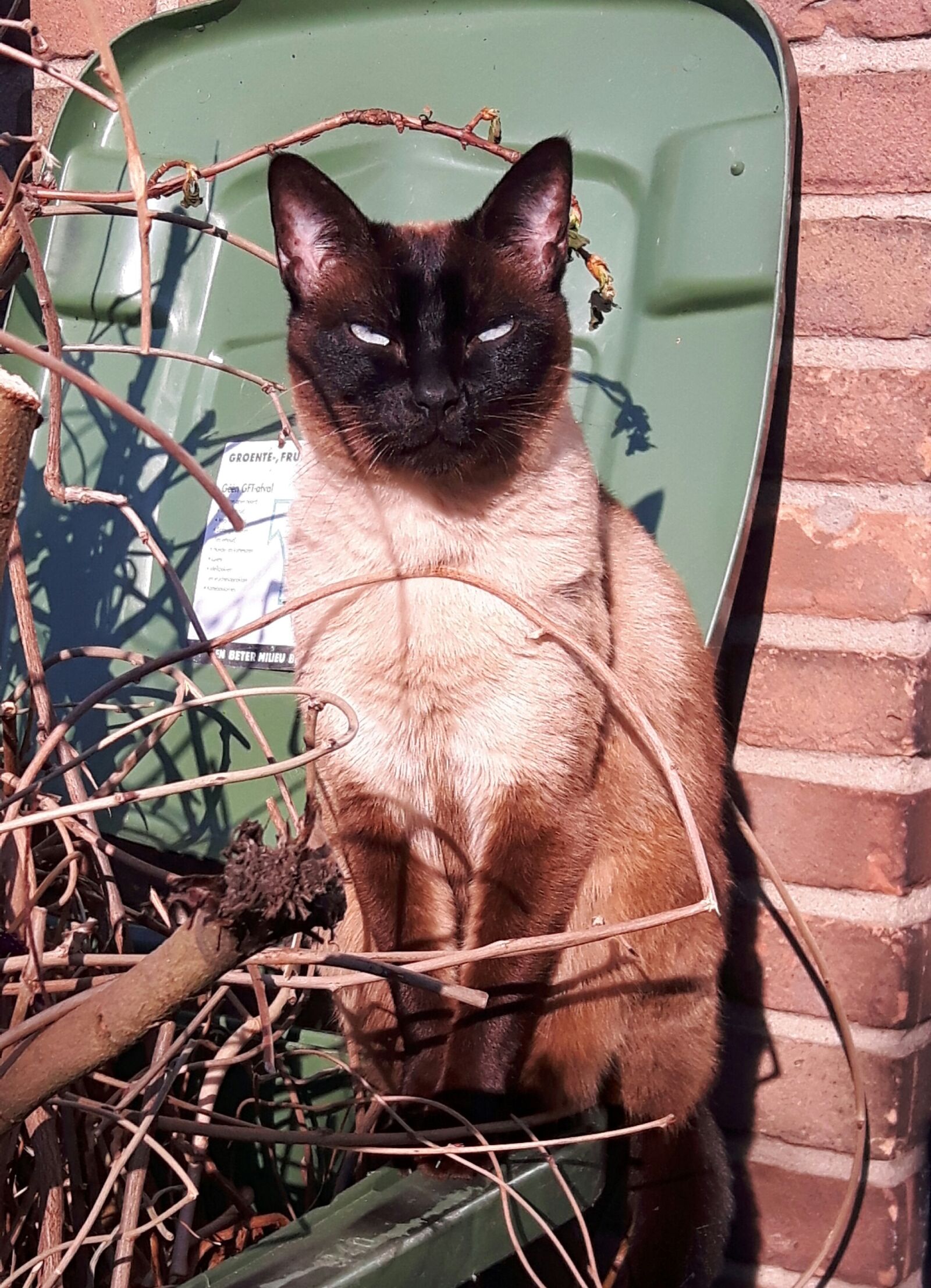 Samsung Galaxy S5 Neo sample photo. Animals, easter sunday, season photography