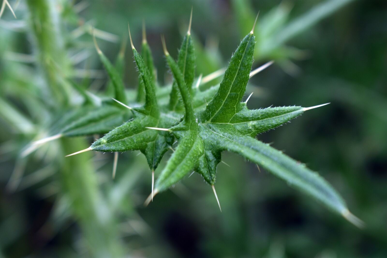 Nikon D3400 sample photo. Spikes, weed, thistle photography