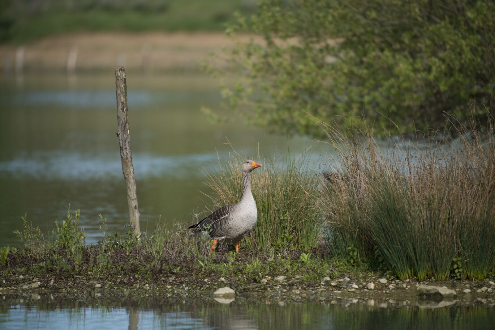 Nikon D800 sample photo. Goose ashy, animals, birds photography