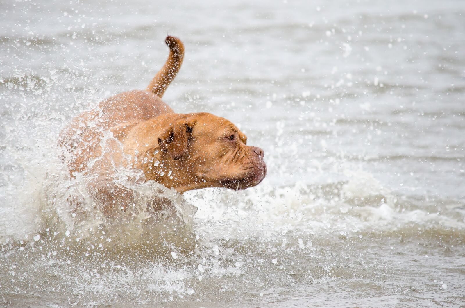 Nikon D5100 sample photo. Pet photography, dog, water photography