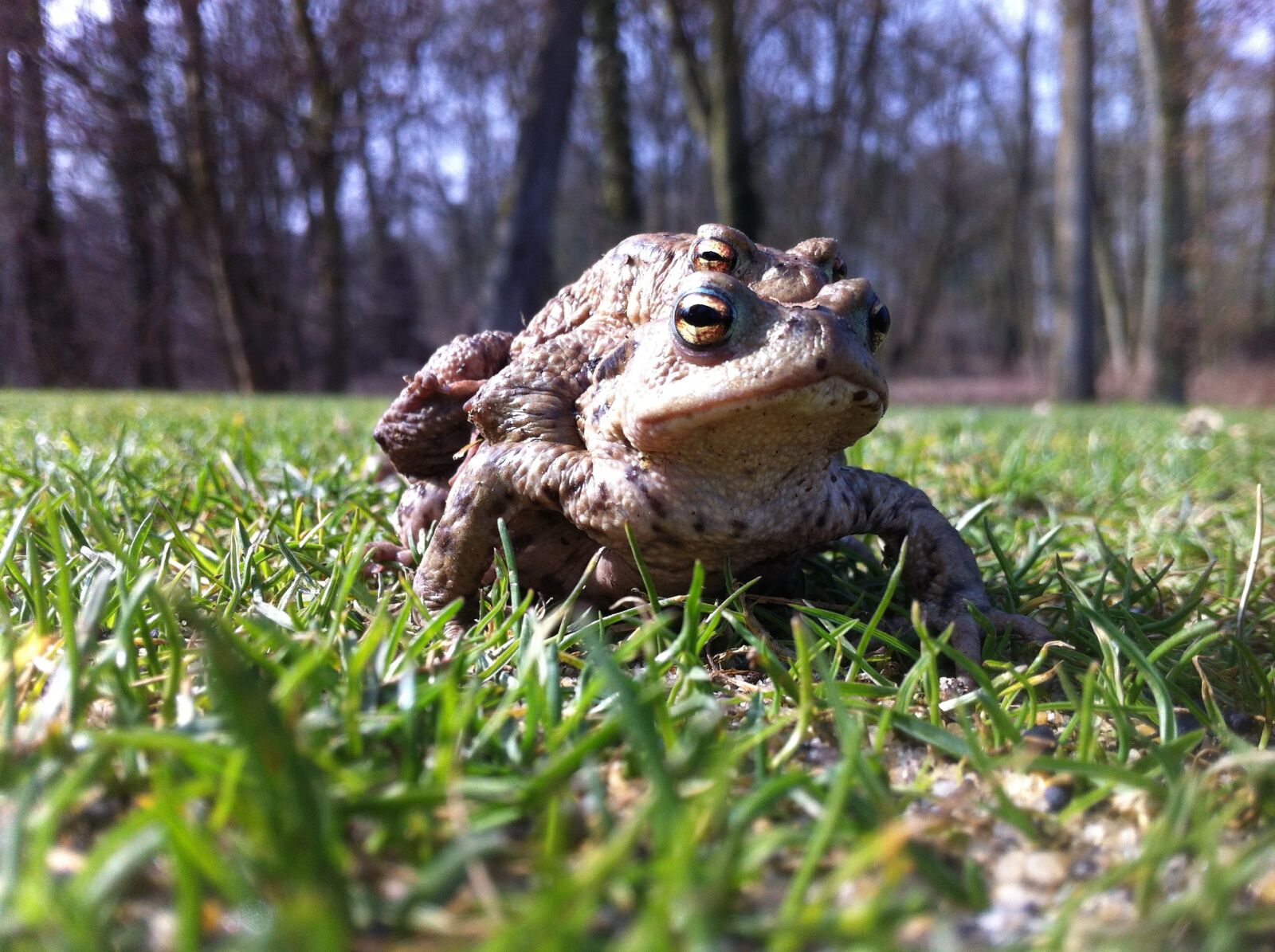Apple iPhone 4 sample photo. Frogs, golf, nature photography