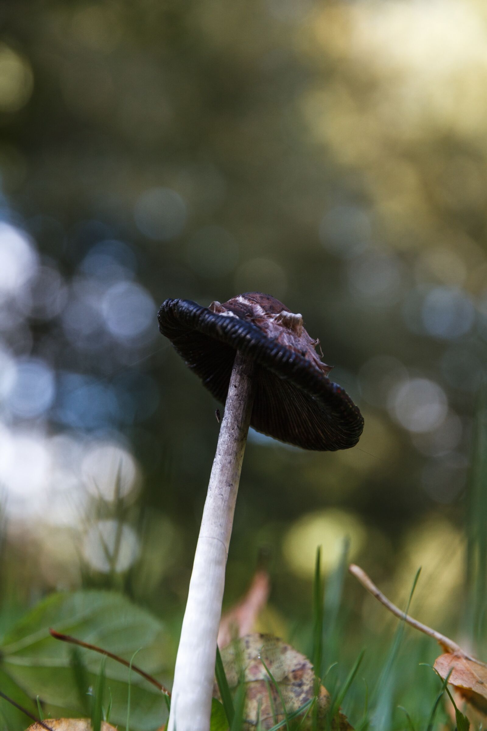Canon EOS 7D sample photo. Mushroom, meadow, autumn photography