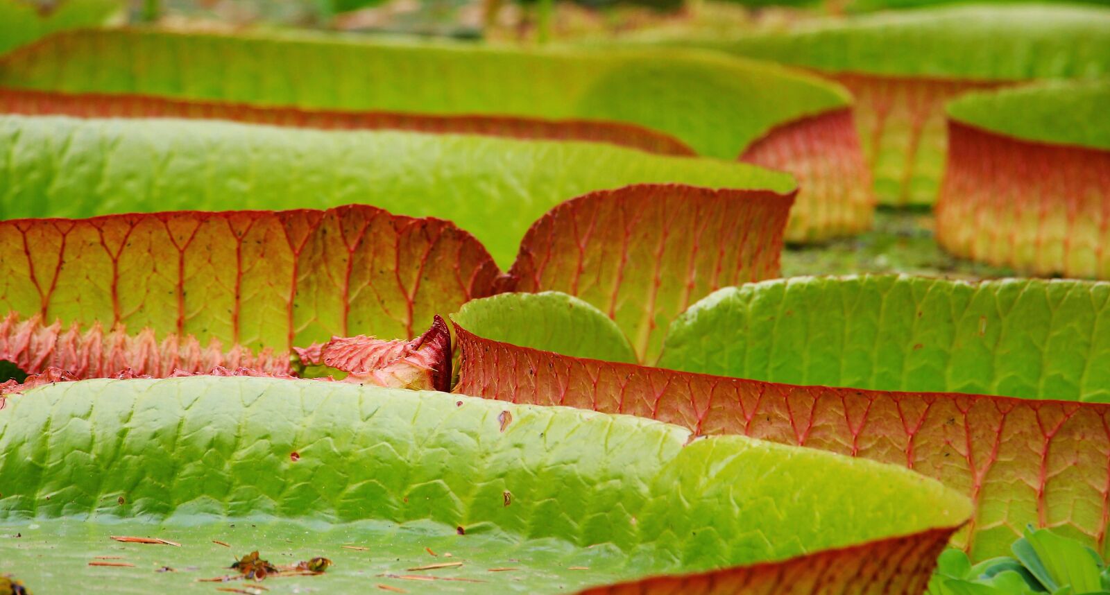Canon EOS 550D (EOS Rebel T2i / EOS Kiss X4) sample photo. Lily pad, seerosen plate photography