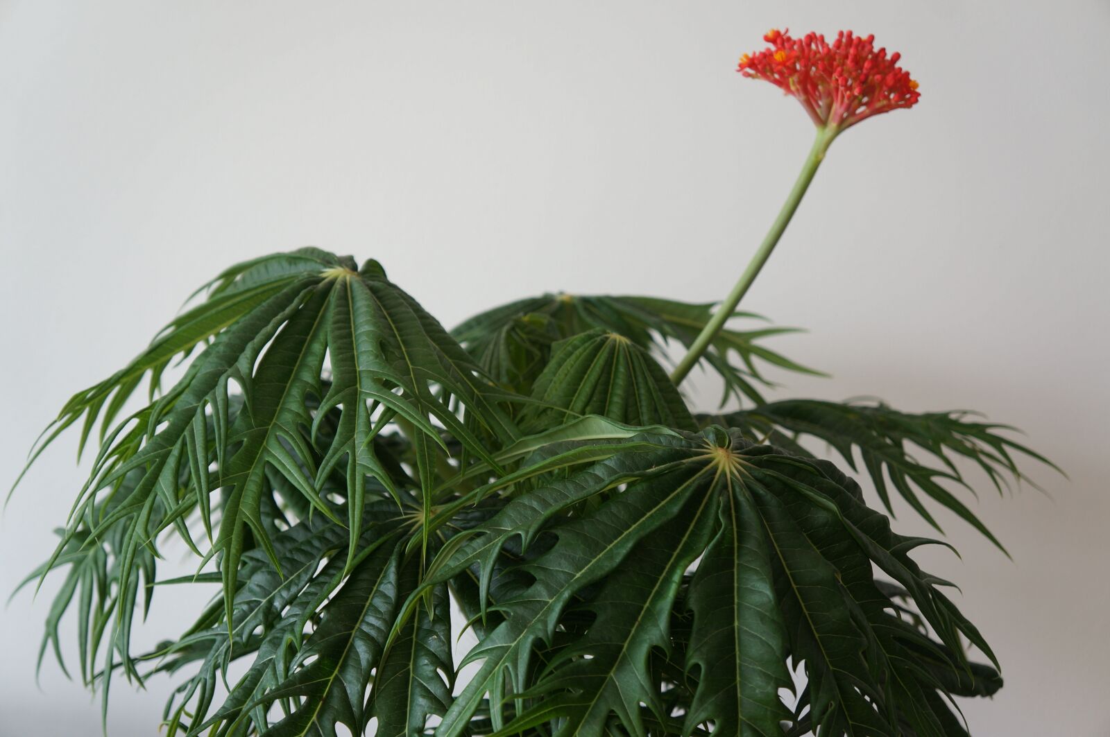 Sony Alpha NEX-5N sample photo. Jatropha multifida, flower, houseplant photography