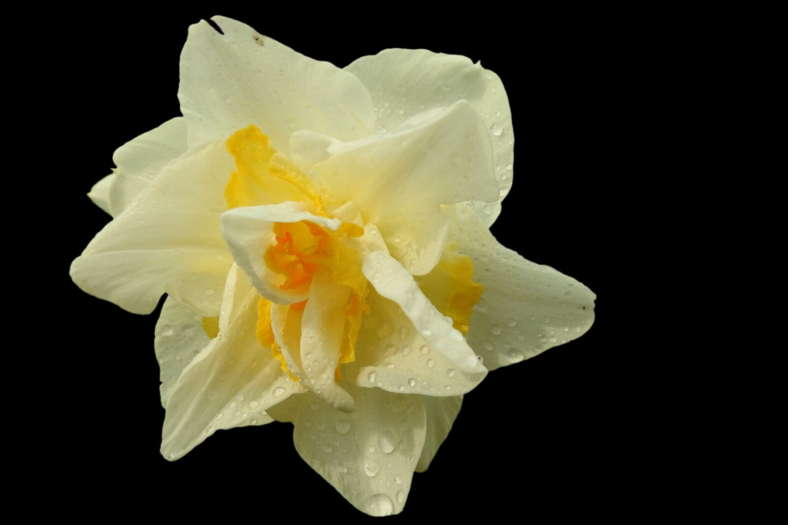 Nikon Coolpix P900 sample photo. Daffodil, yellow, spring photography