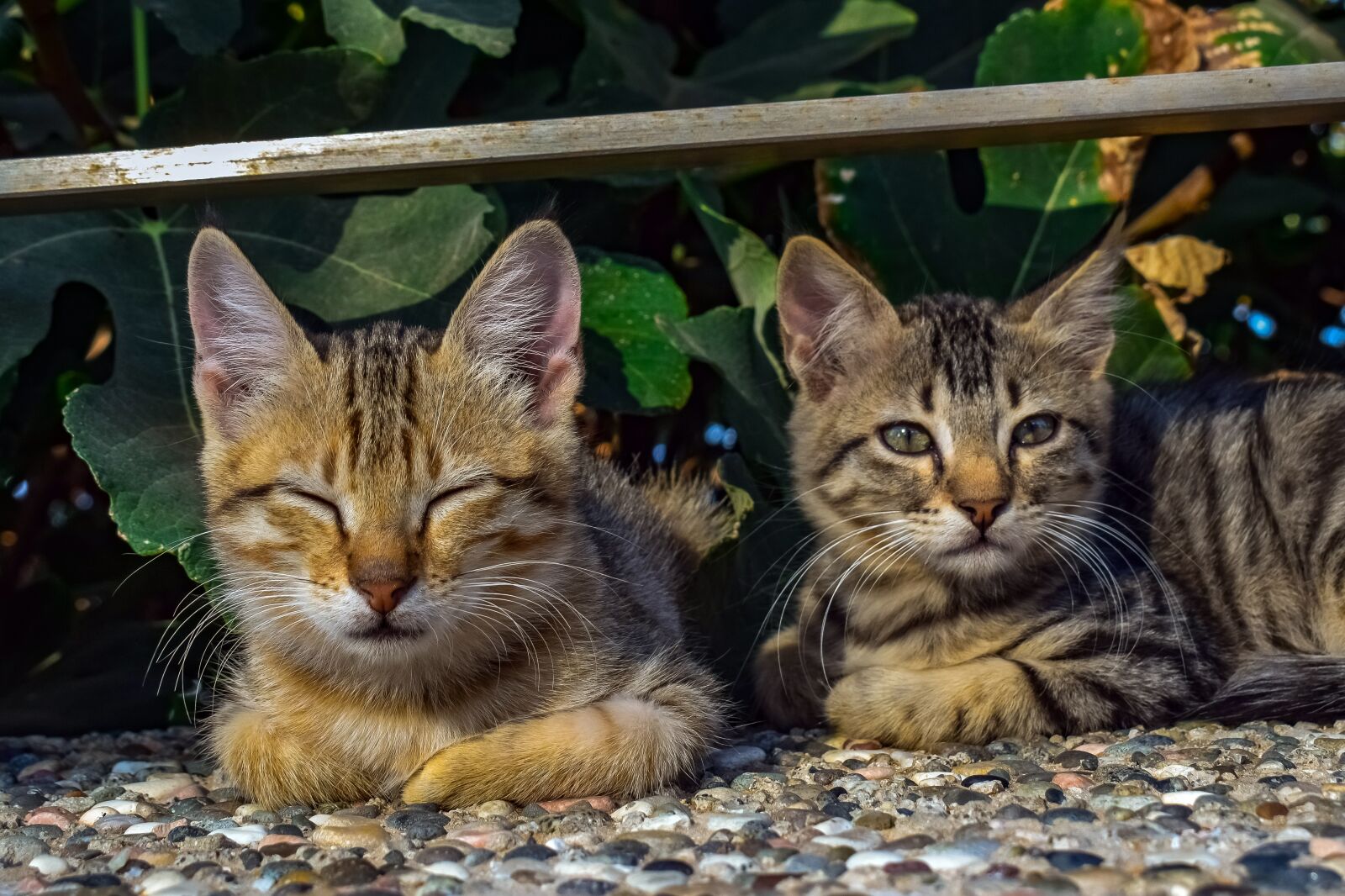 Nikon D3300 sample photo. Cats, stray, outdoors photography