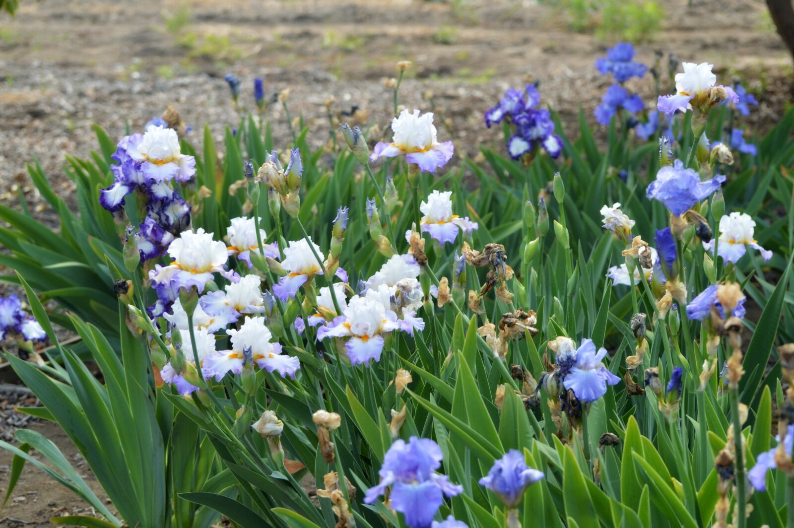 Nikon D3200 sample photo. Iris, garden, blossom photography