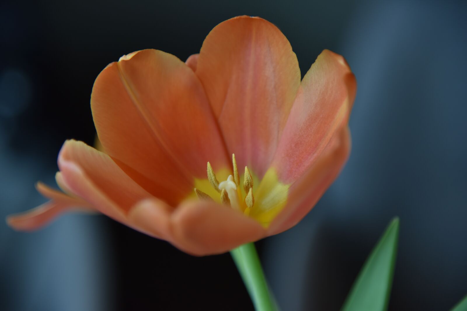 Nikon D750 sample photo. Blossom, bloom, tulip photography