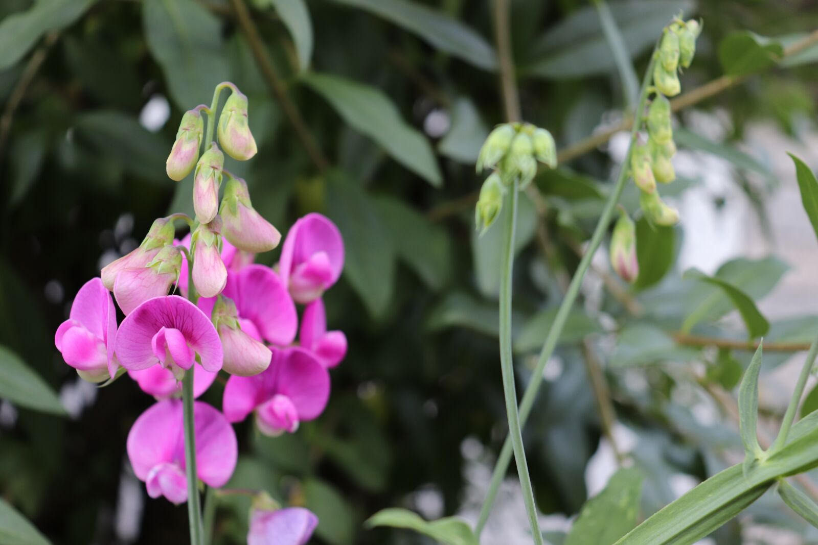 Canon EOS 800D (EOS Rebel T7i / EOS Kiss X9i) sample photo. Flower, nature, pink photography