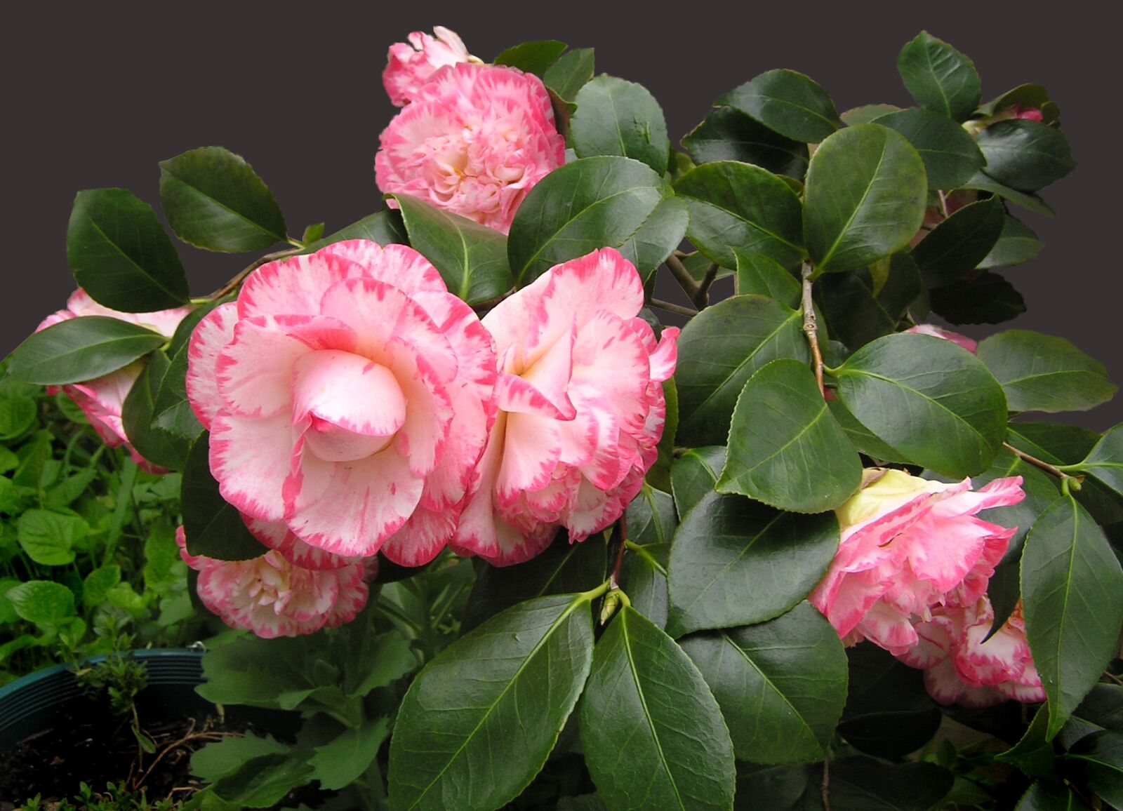 Olympus C750UZ sample photo. Camellia, shrub, blooms photography