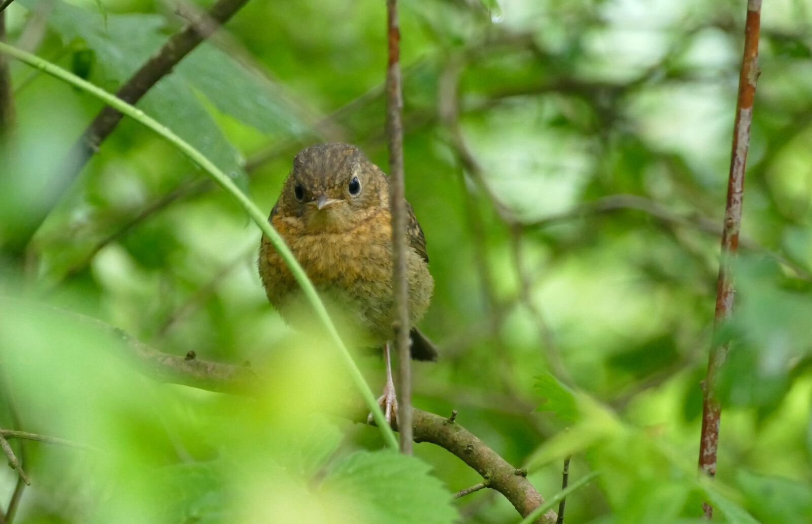 Panasonic Lumix DMC-FZ1000 sample photo. Robin, erithacus rubecula, young photography