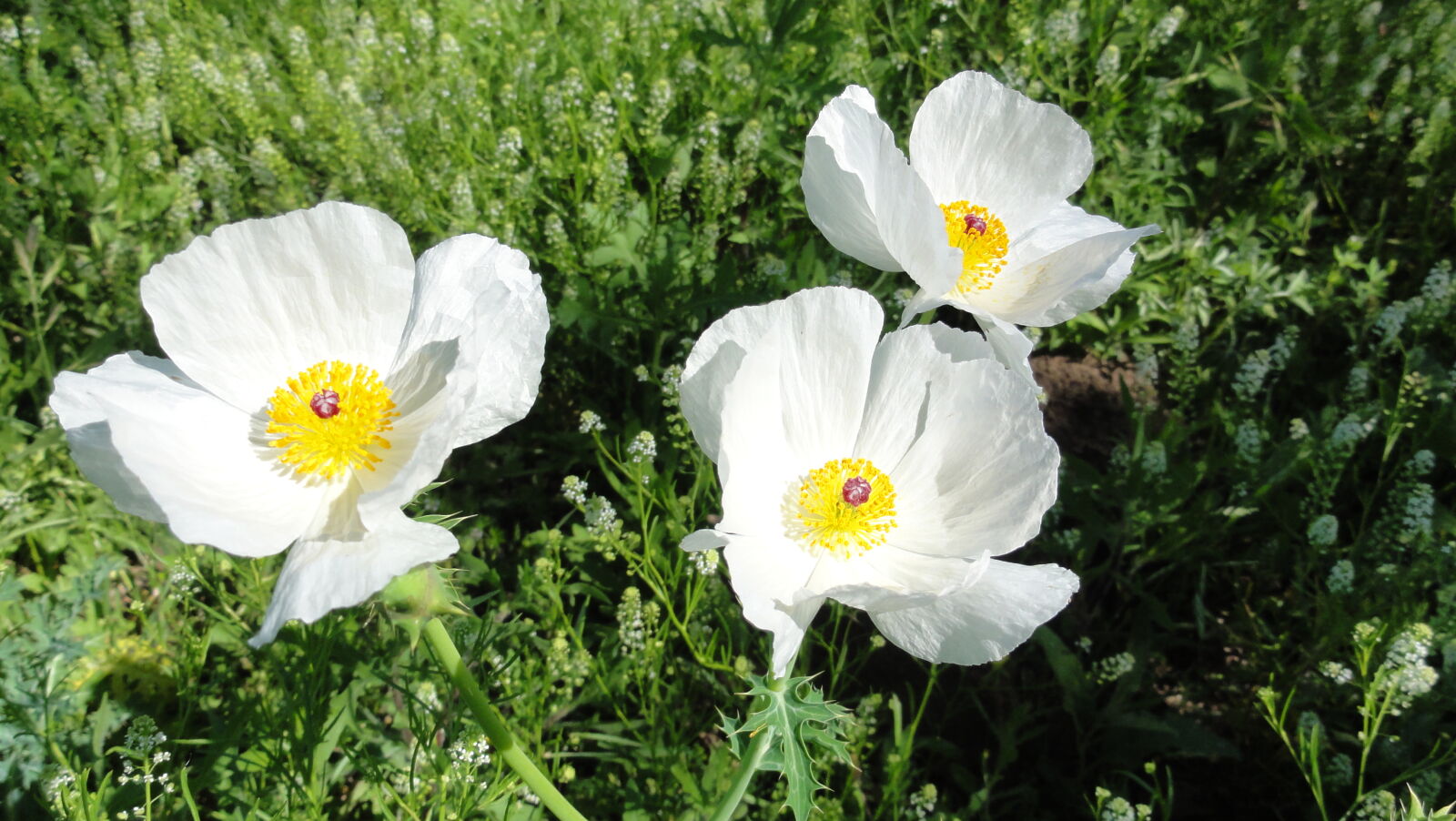 Sony DSC-HX5V sample photo. Flowers, spring, white, wildflower photography