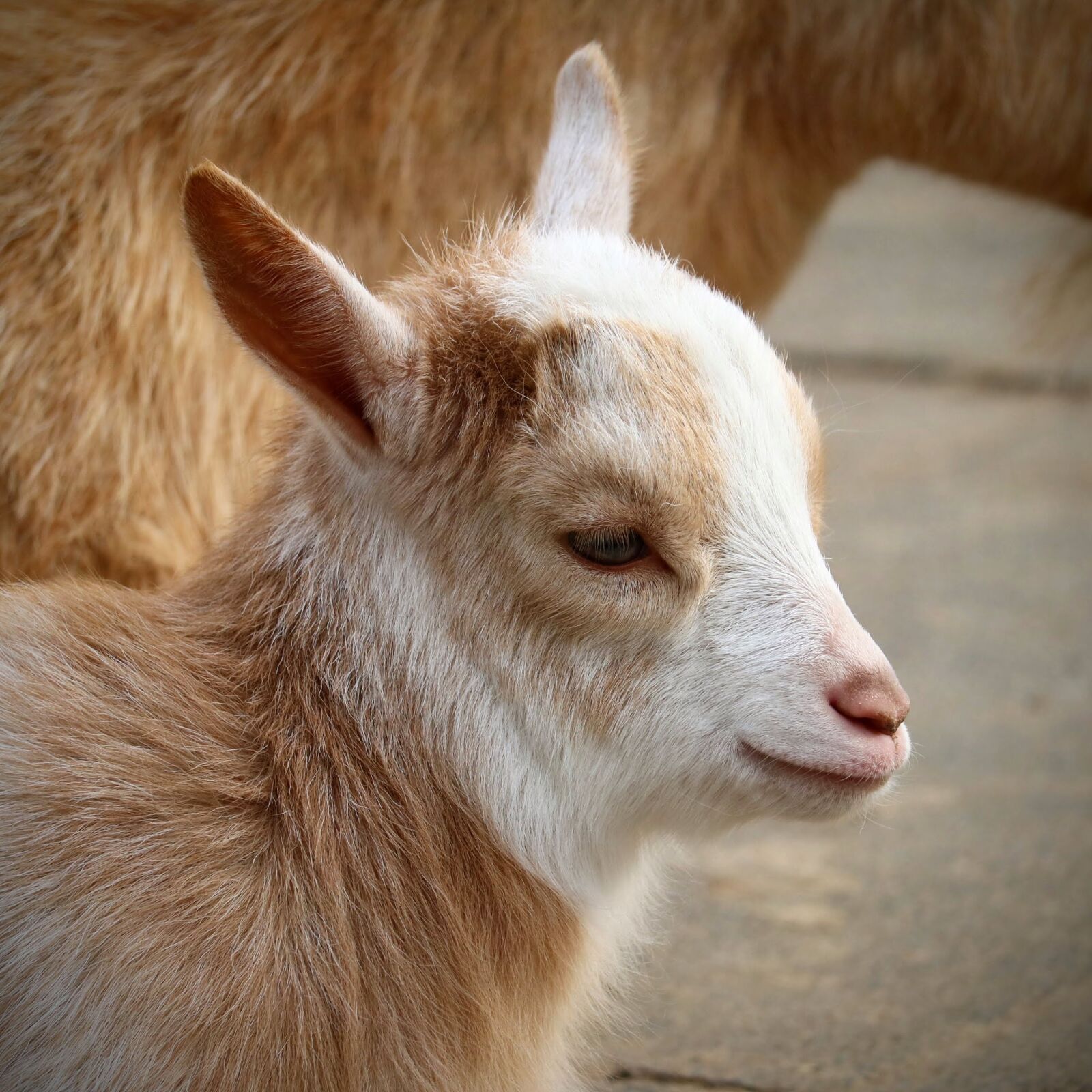Canon EOS 750D (EOS Rebel T6i / EOS Kiss X8i) sample photo. Animal, mammal, cute photography