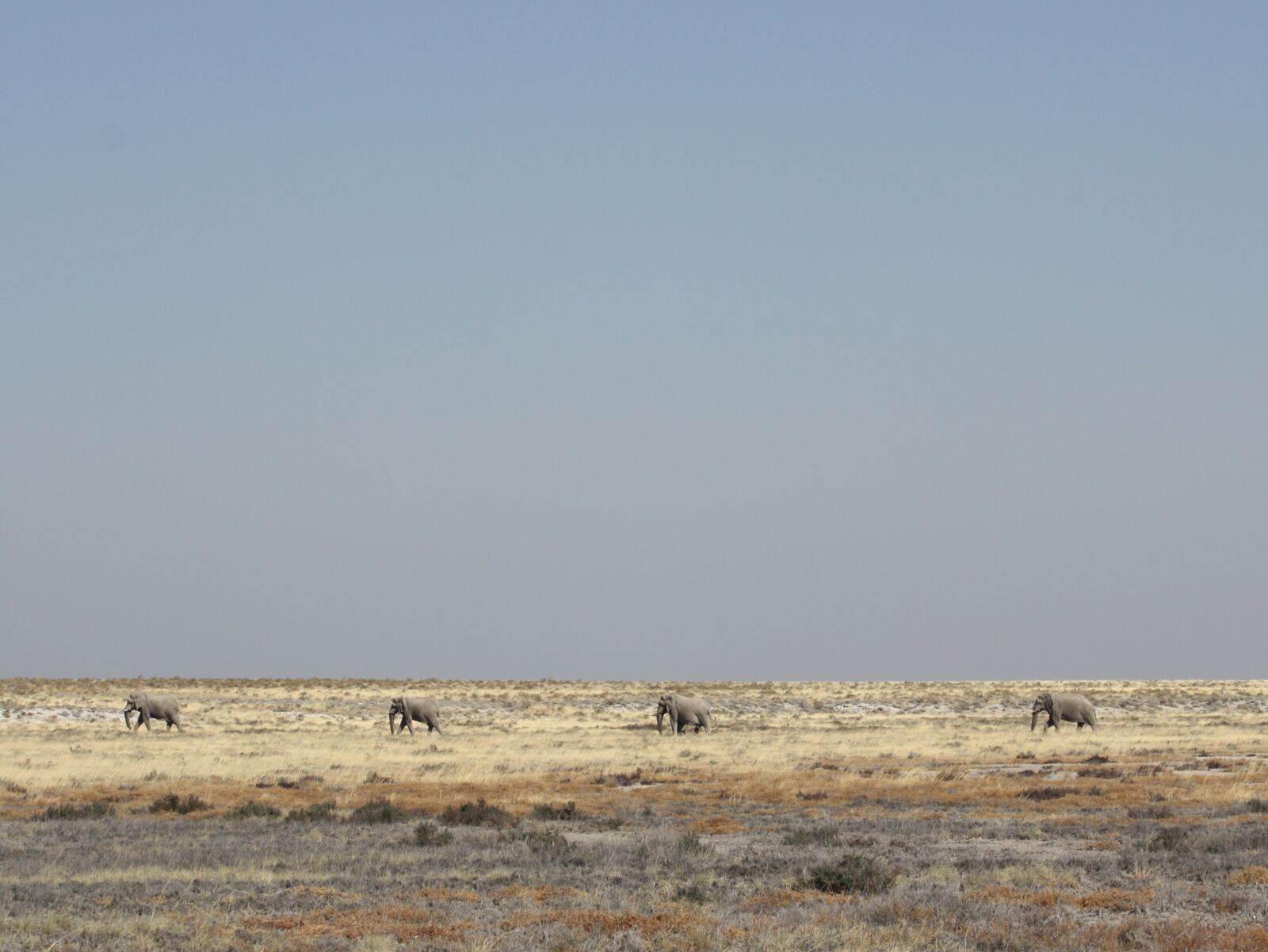 Canon EOS 450D (EOS Rebel XSi / EOS Kiss X2) sample photo. Namibia, elephant, etosha photography