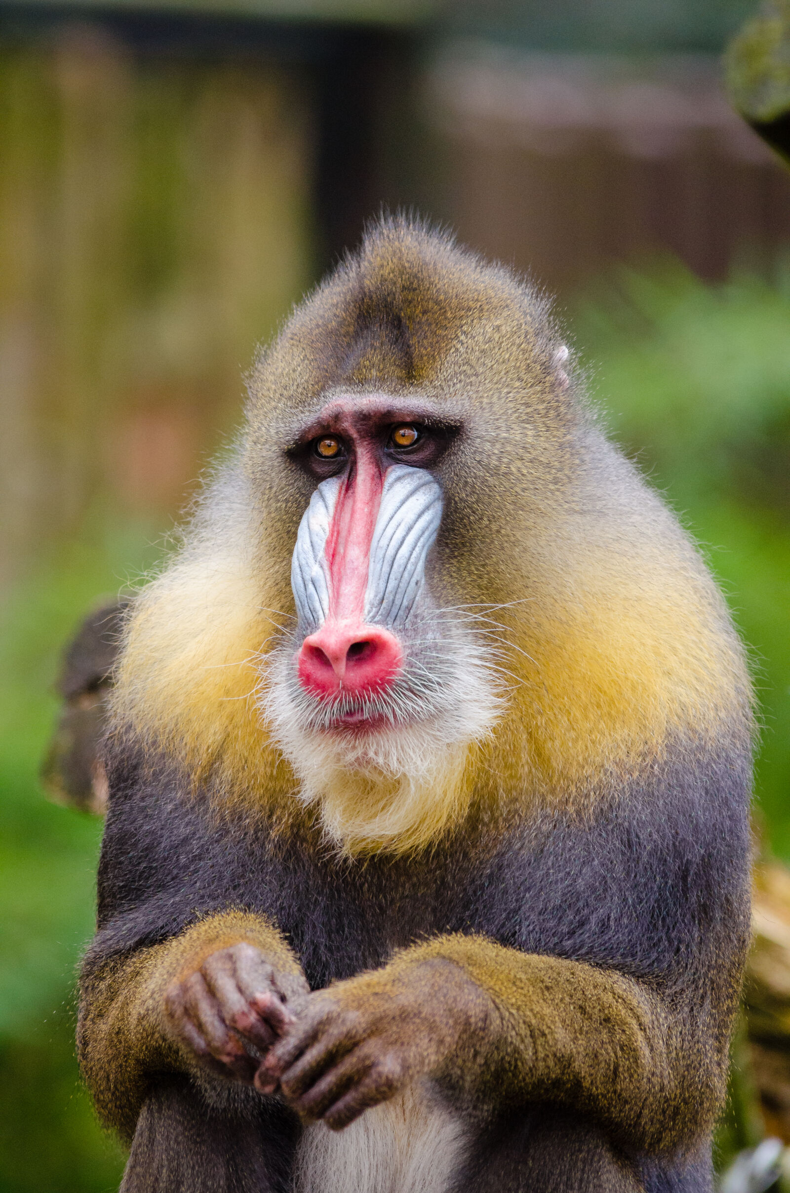Nikon D7000 + Sigma APO Tele Macro 300mm F4 sample photo