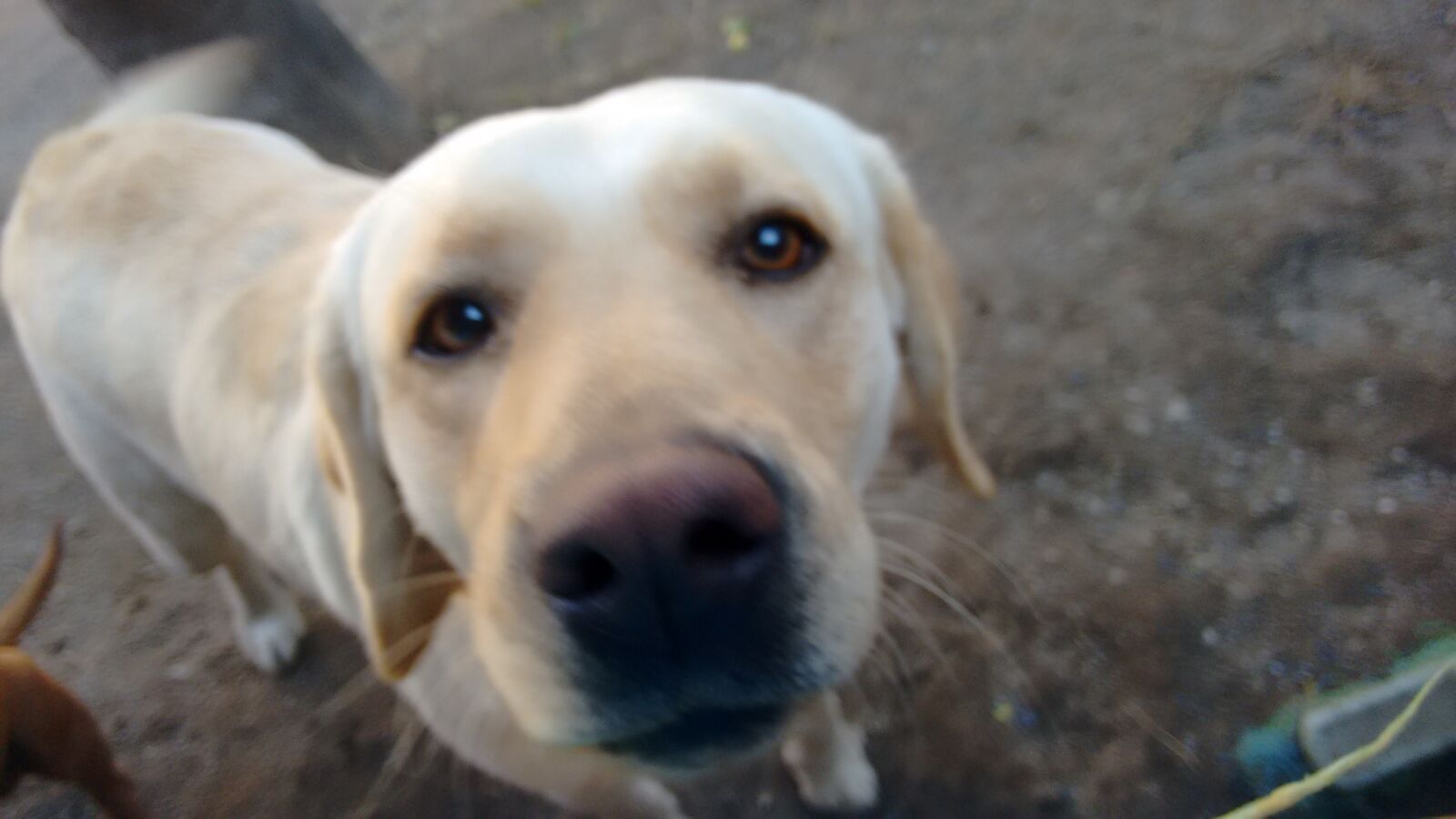 Motorola Moto G (2nd Gen) sample photo. Doguinho, pet, cute photography