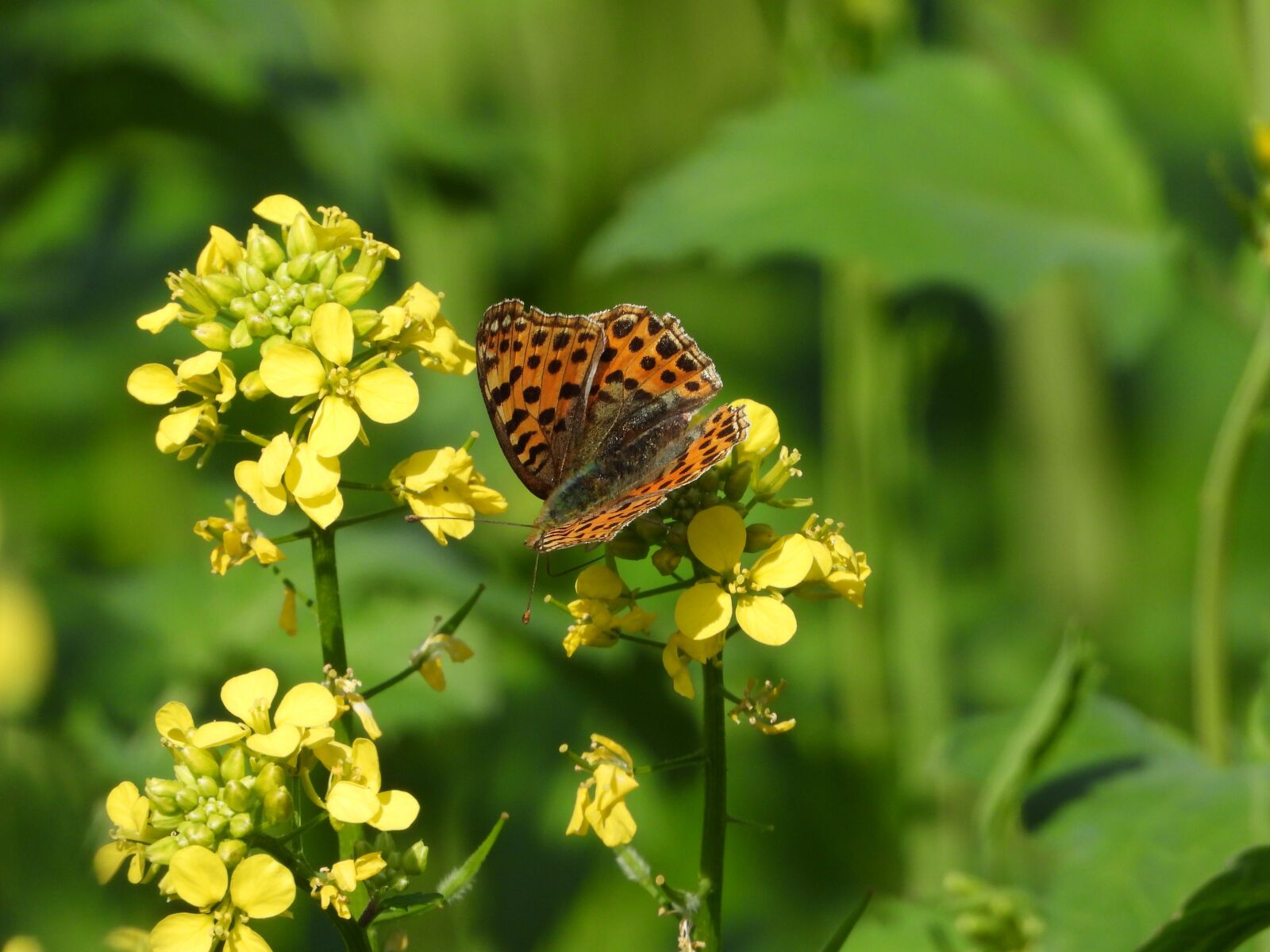 Nikon Coolpix P1000 sample photo. Rapeseed, field, flower photography
