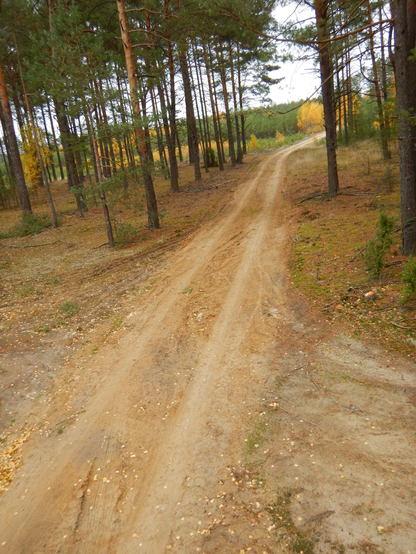 Nikon Coolpix AW130 sample photo. Autumn, fall, forest, off photography