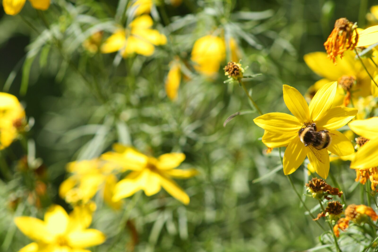 Canon EOS 1000D (EOS Digital Rebel XS / EOS Kiss F) sample photo. Flower, bumble-bee, pollen photography