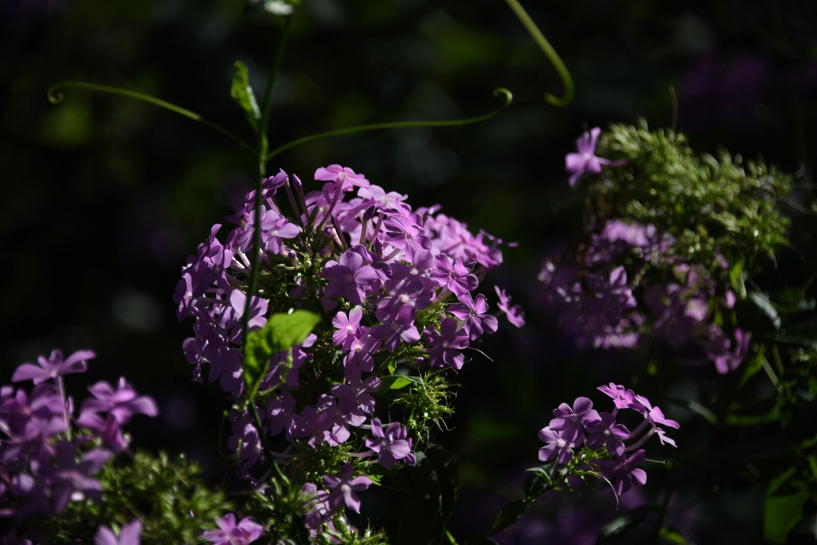 Nikon D850 sample photo. Phlox, flower, purple photography