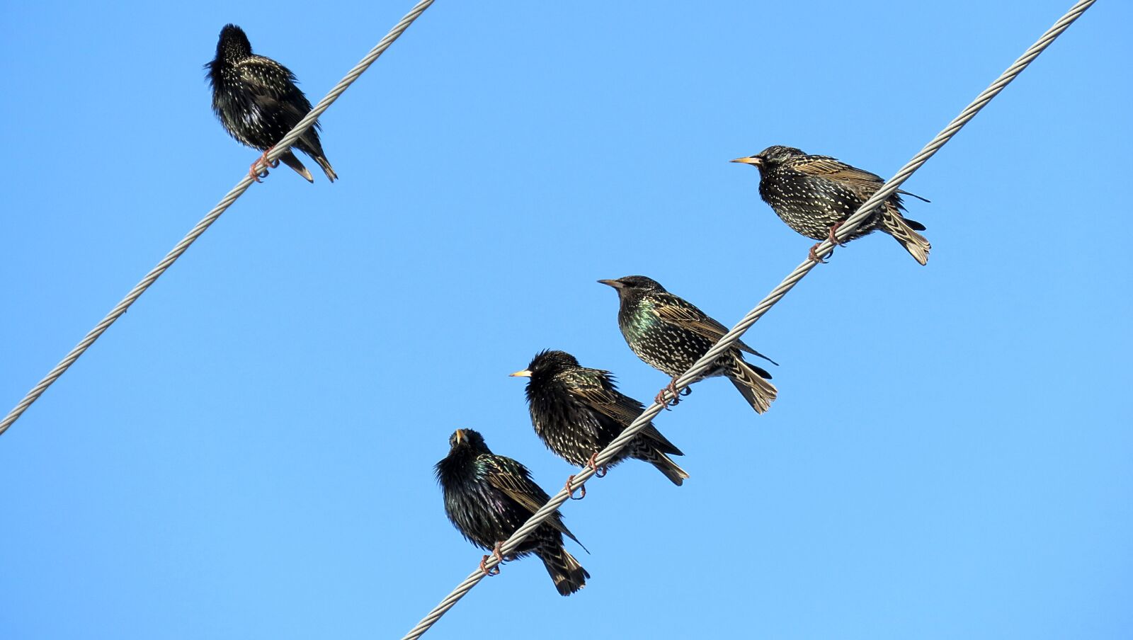 Canon PowerShot SX60 HS sample photo. Birds, starlings, flock photography