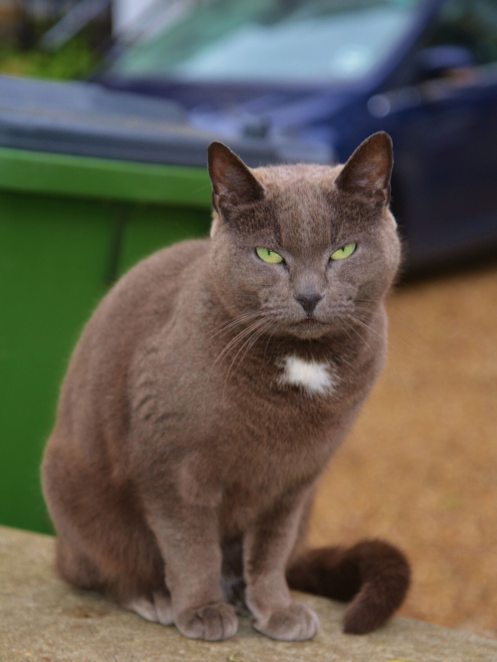Nikon D800 sample photo. Cat, sitting, looking photography